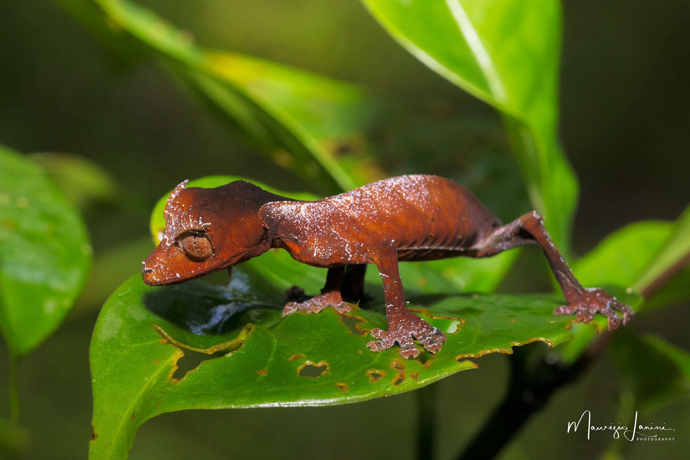 Geco satanico dalla coda a foglia