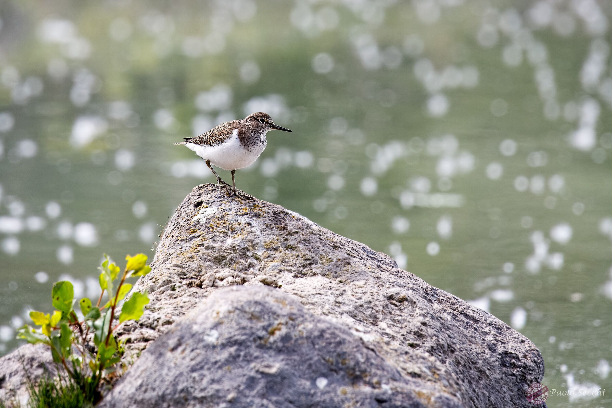 Actitis hypoleucos (Piro piro piccolo)