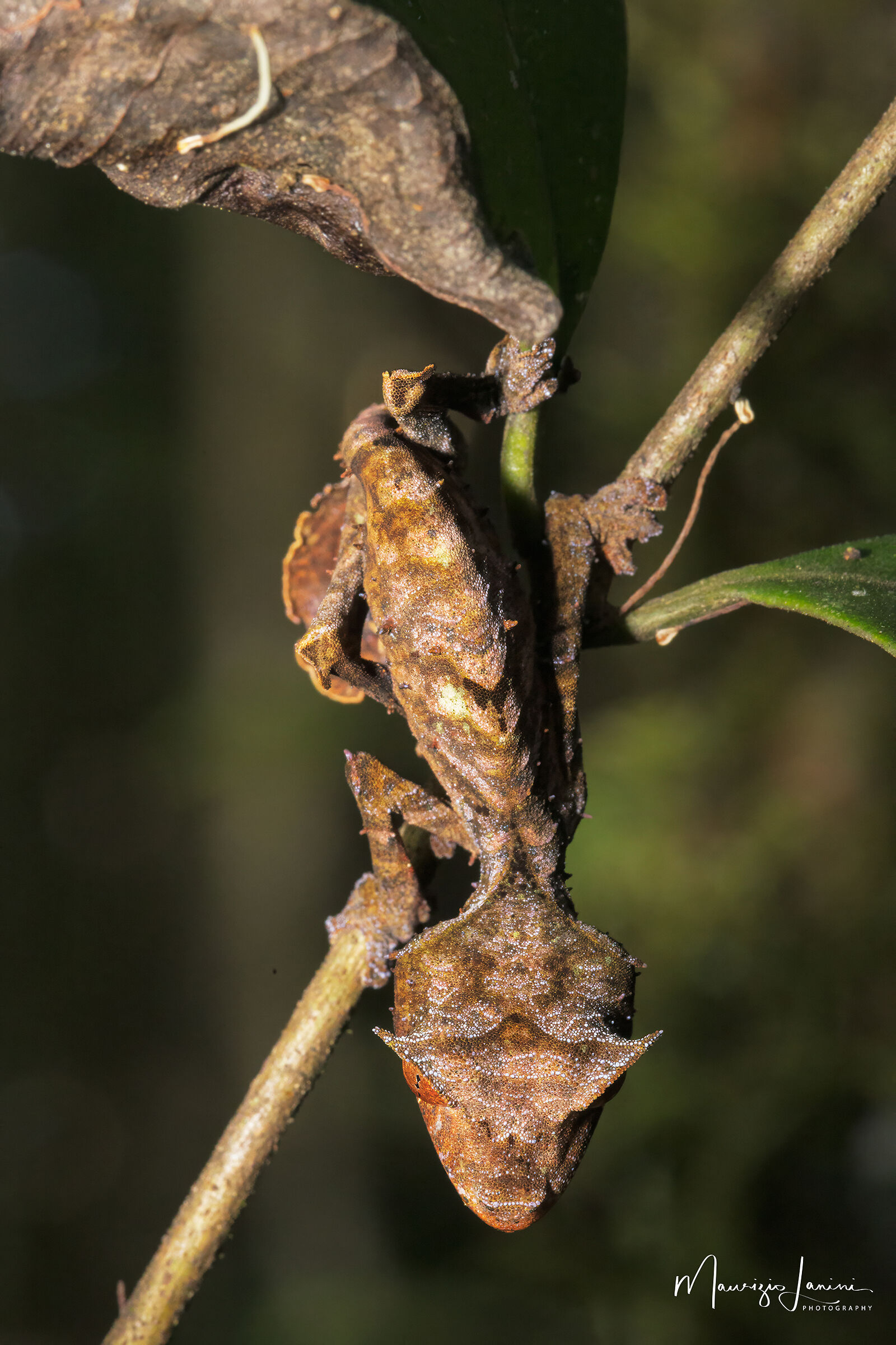 Geco satanico dalla coda a foglia