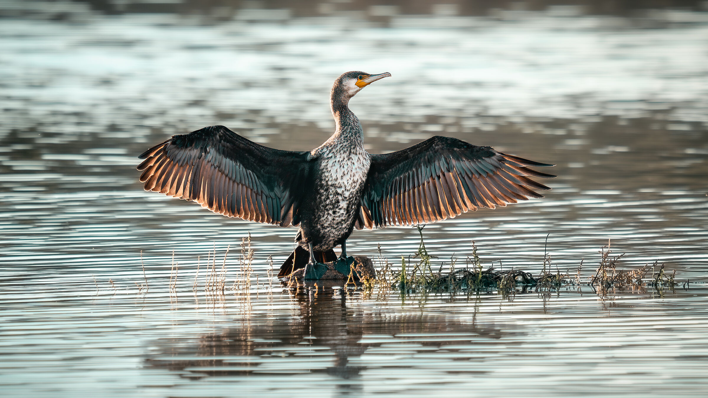 The cormorant