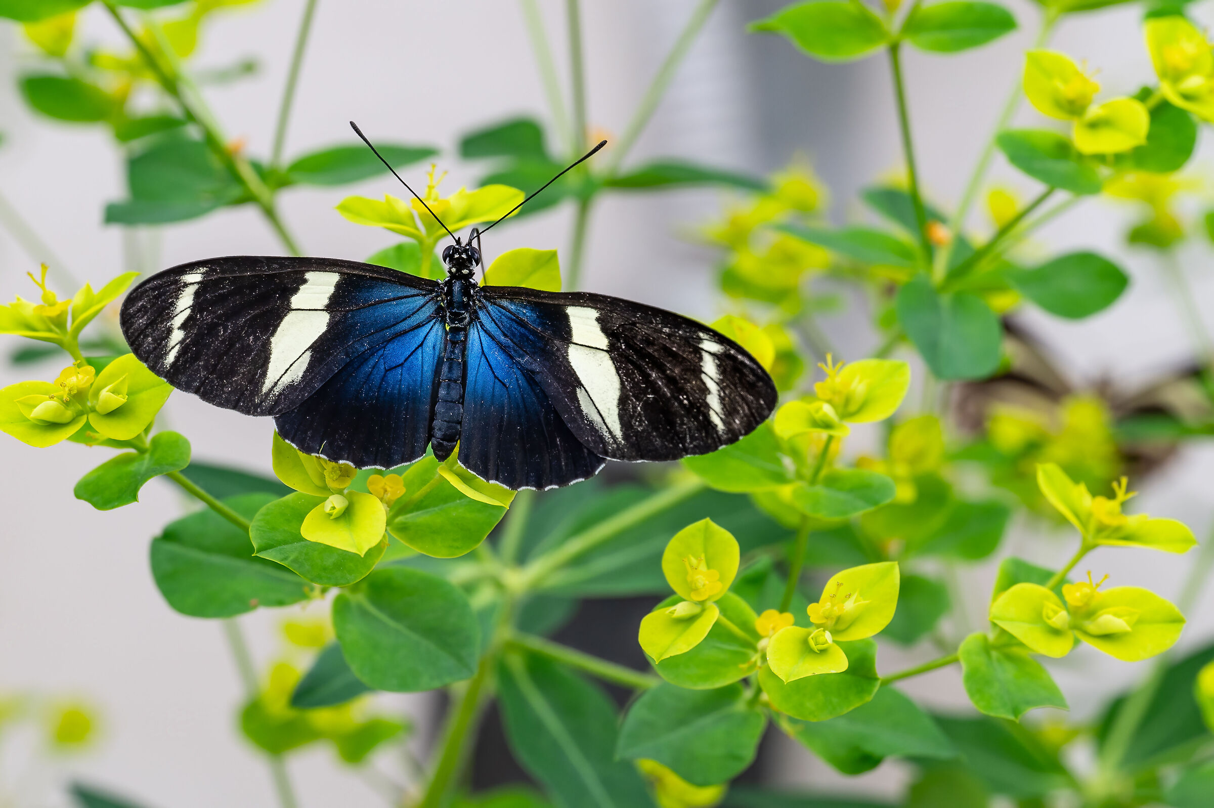 Heliconius sara