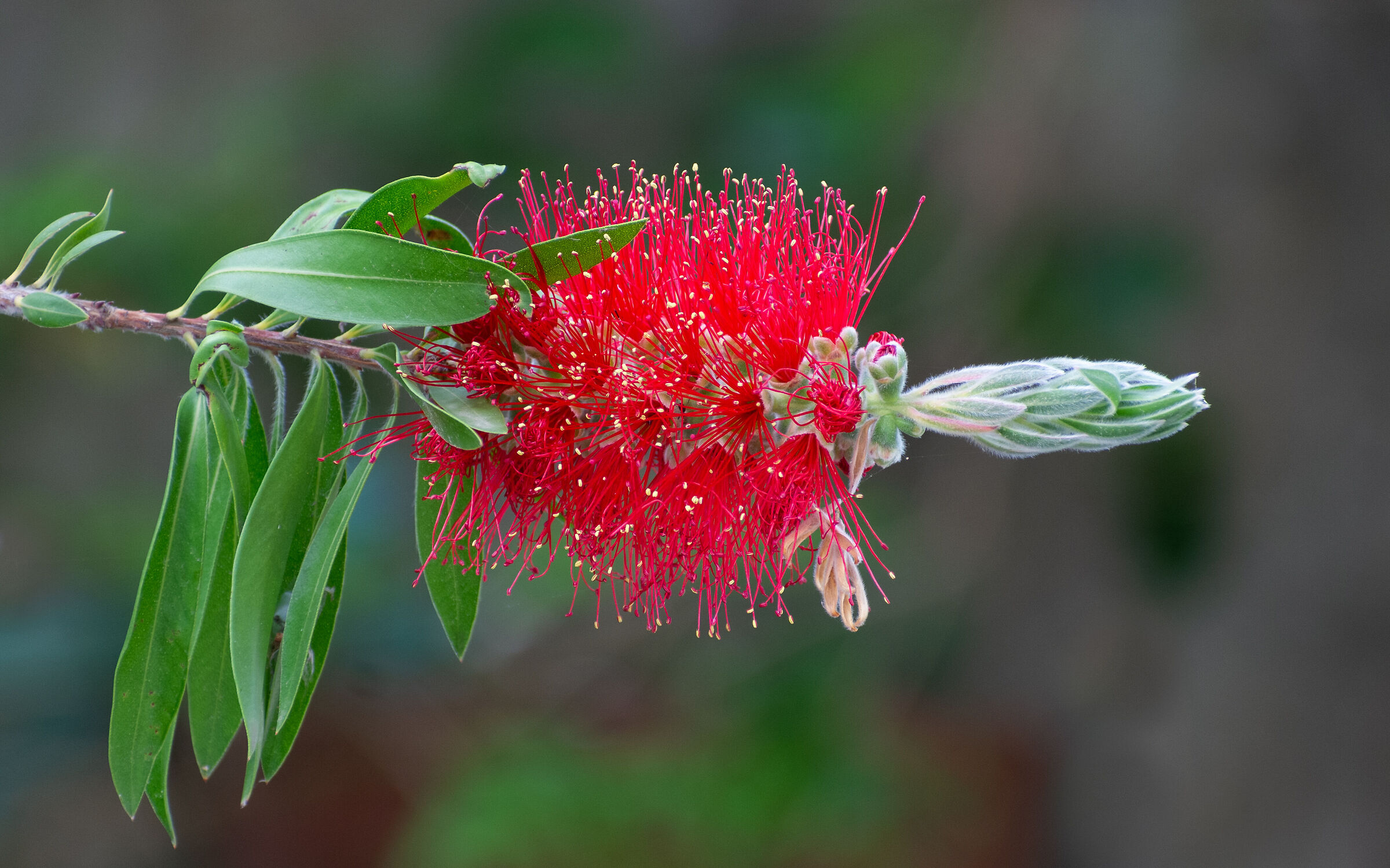 Callistemon citrinus