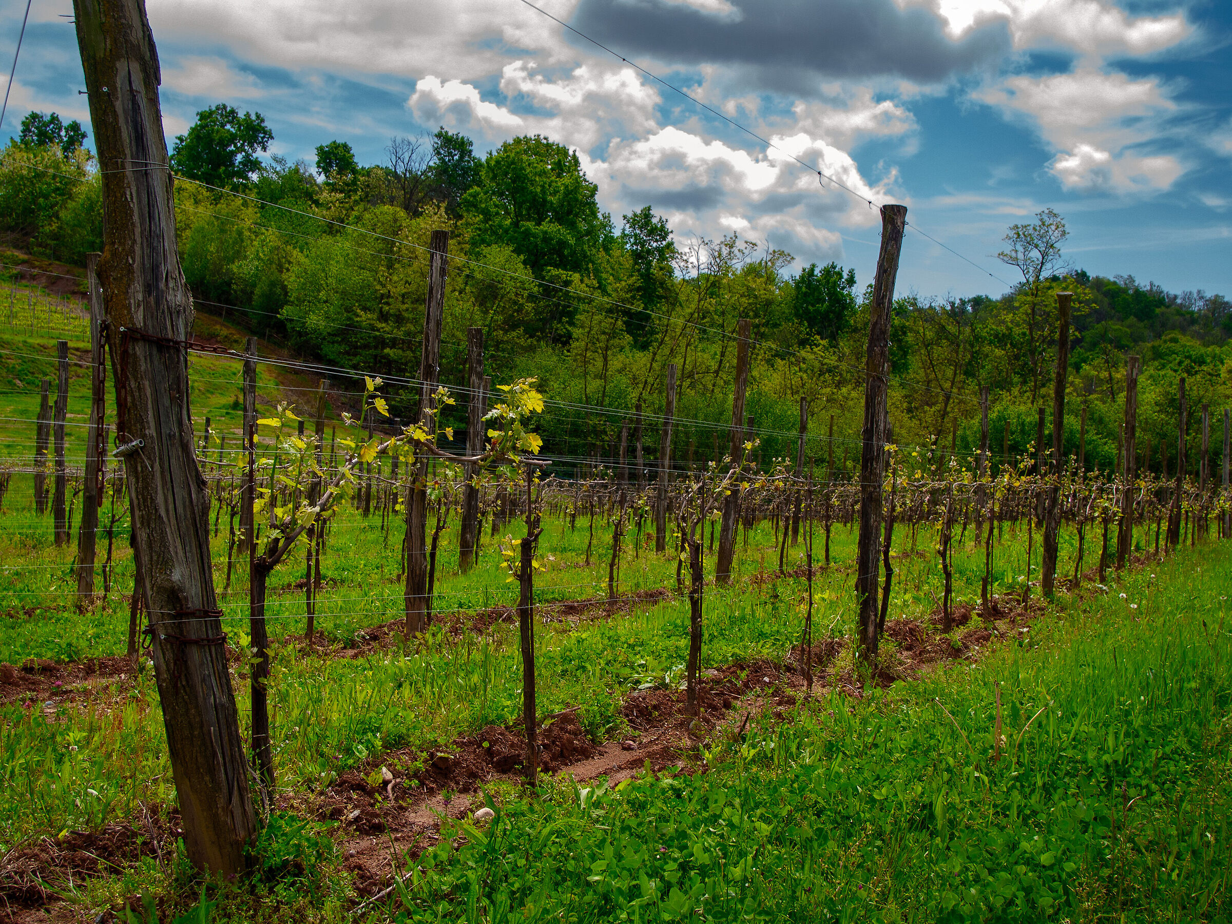 Tra i vigneti di Boca.