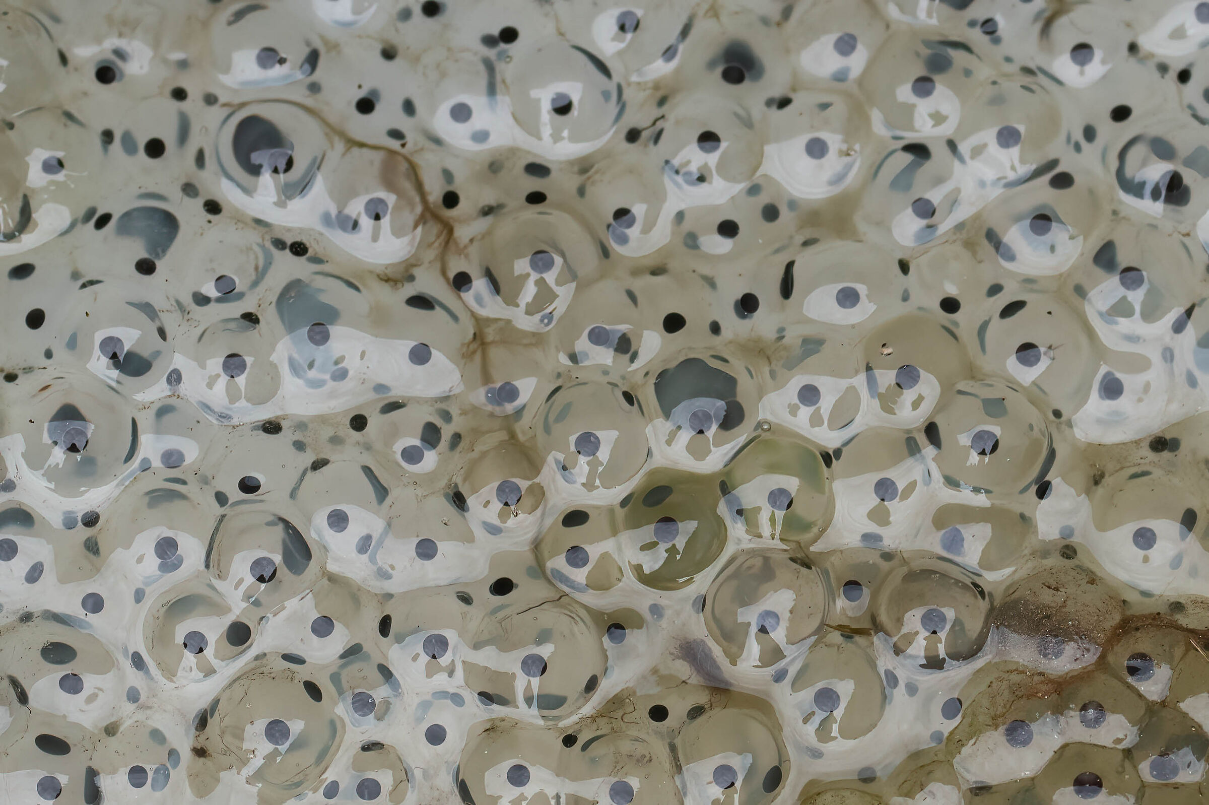 Frog eggs