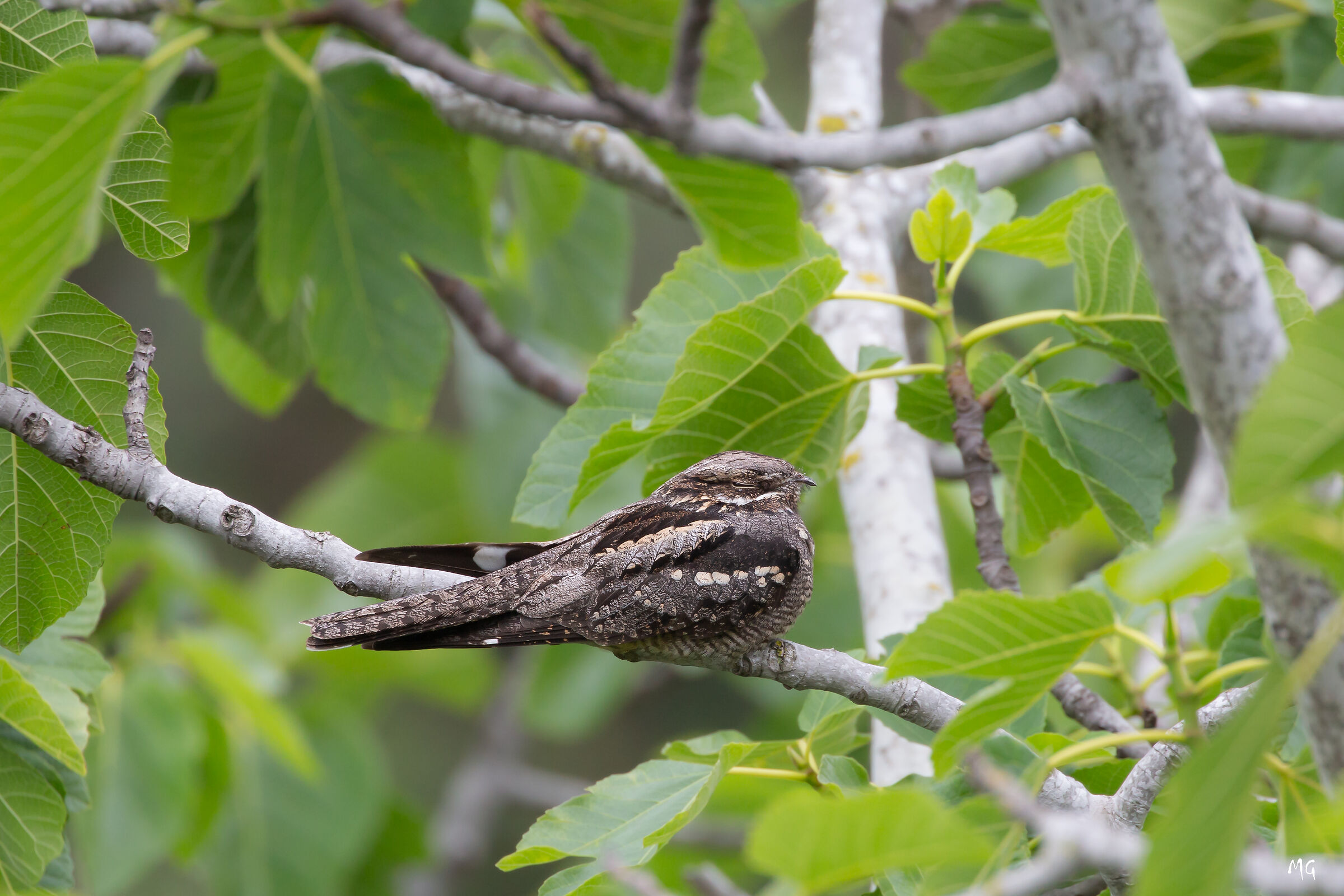 Nightjar