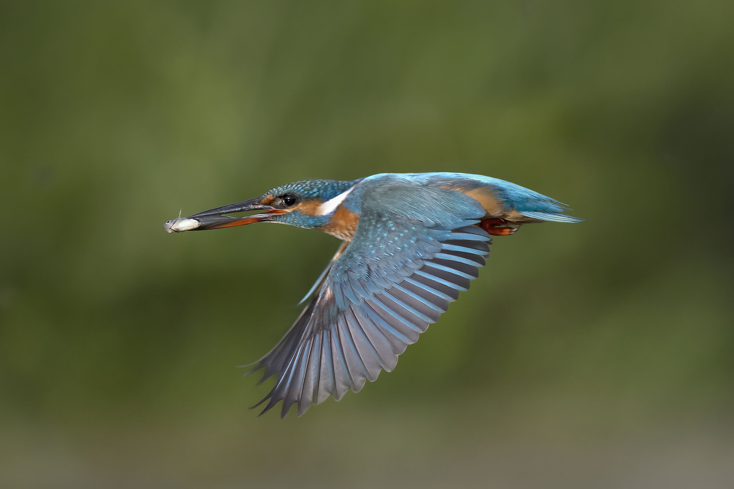 Martin Pescatore i volo