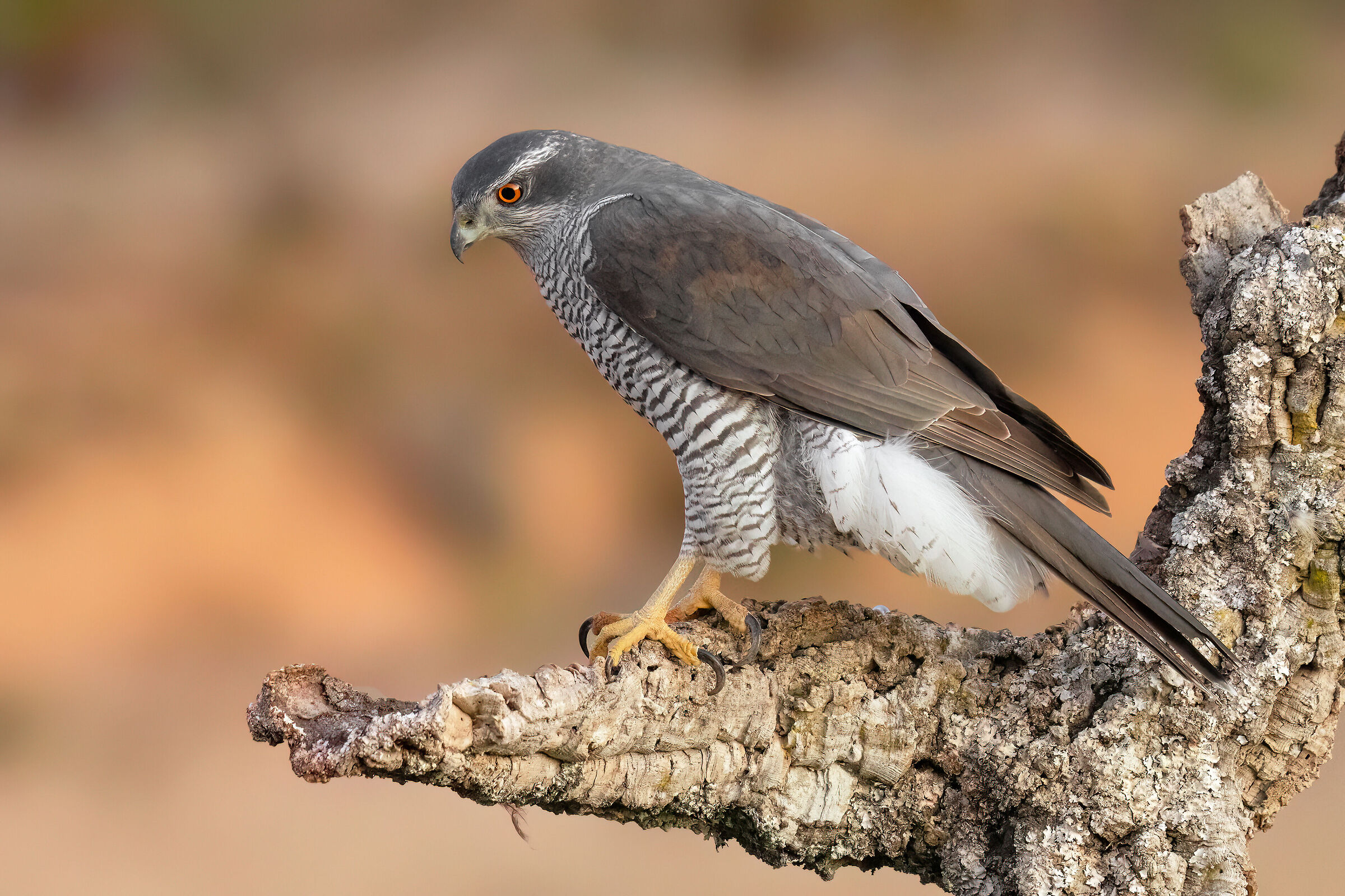 goshawk