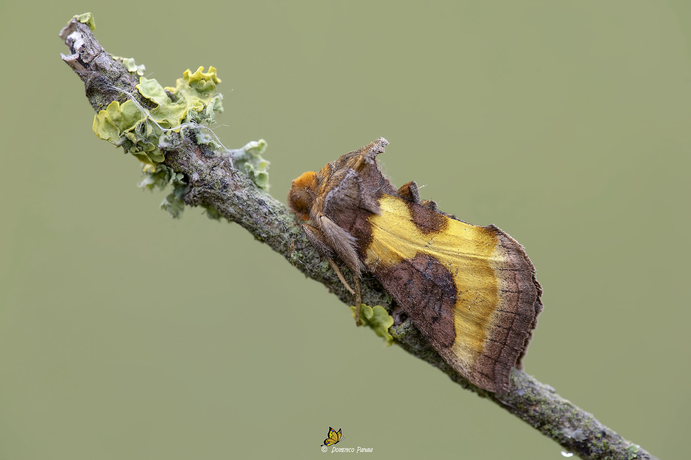 Diachrysia chrysitis