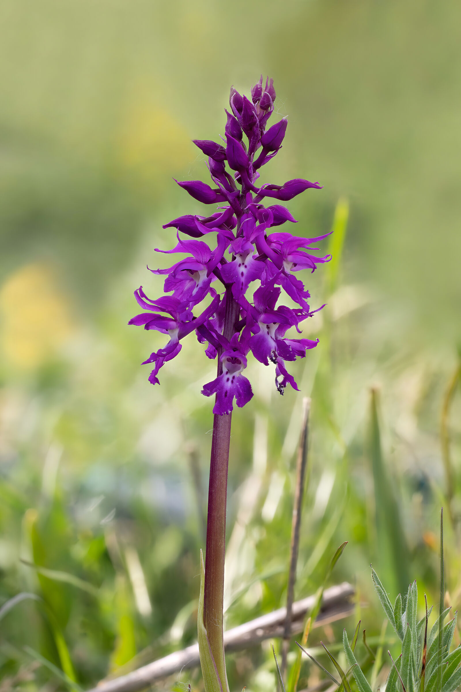 Orchis mascula