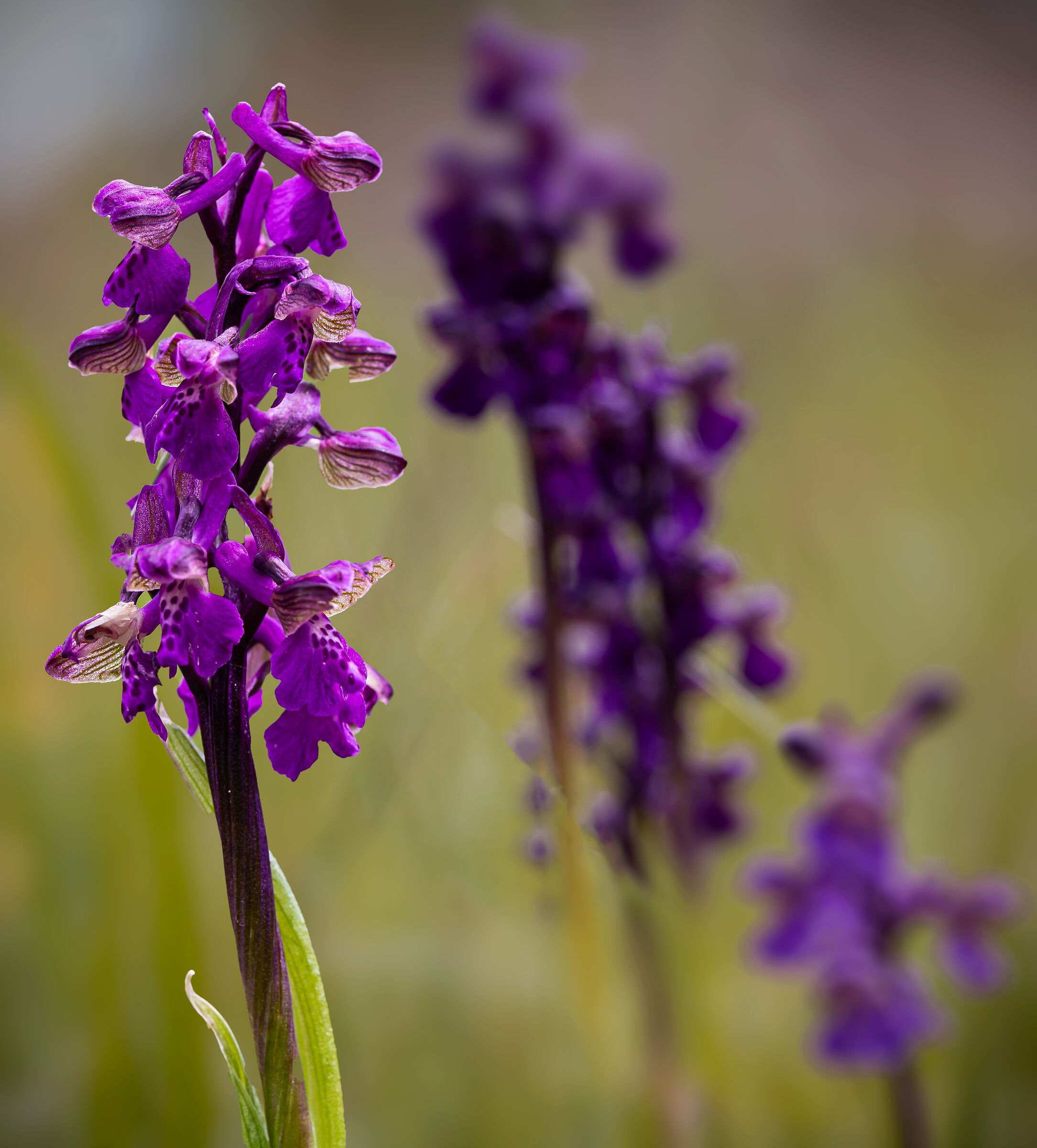 Anacamptis morio