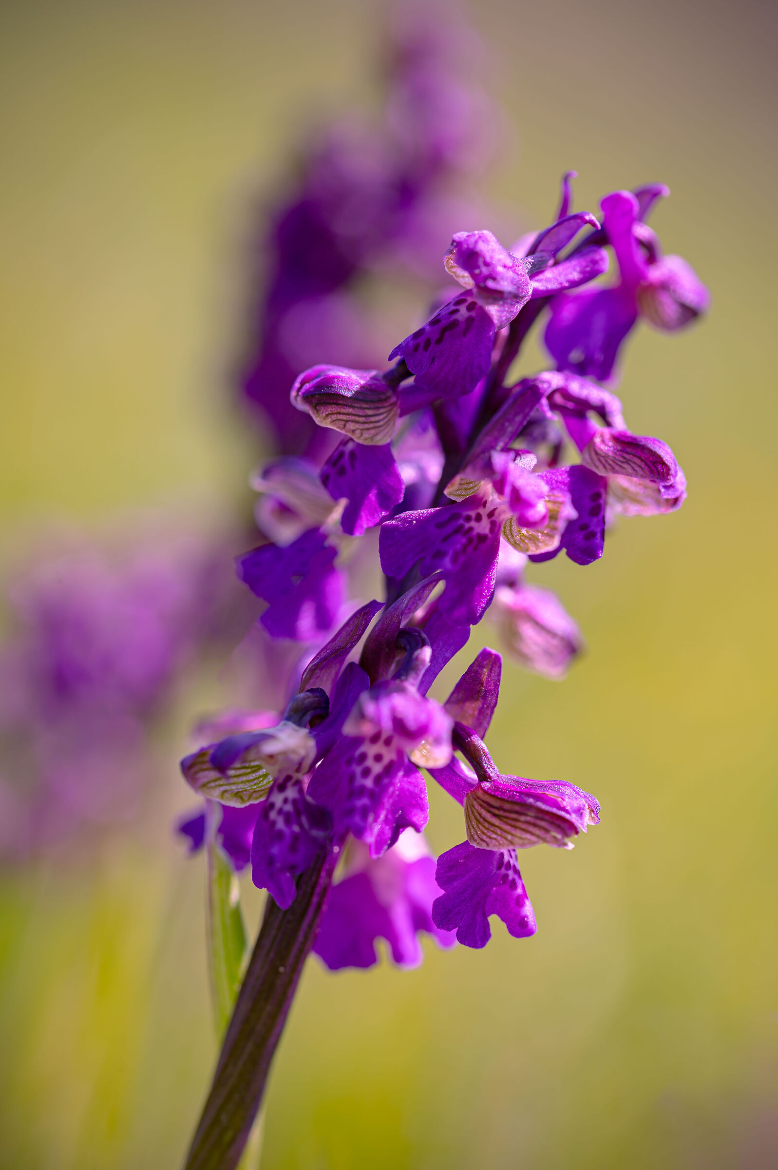 Anacamptis morio