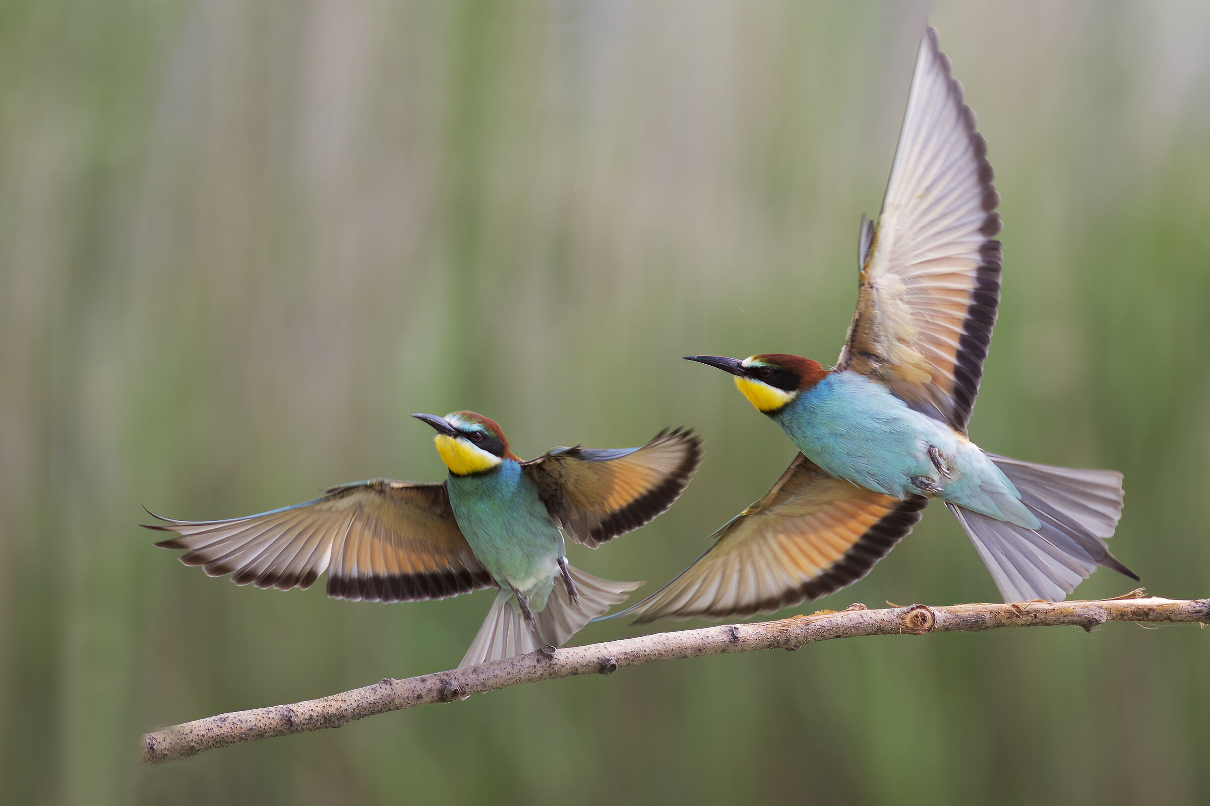 Bee-eaters