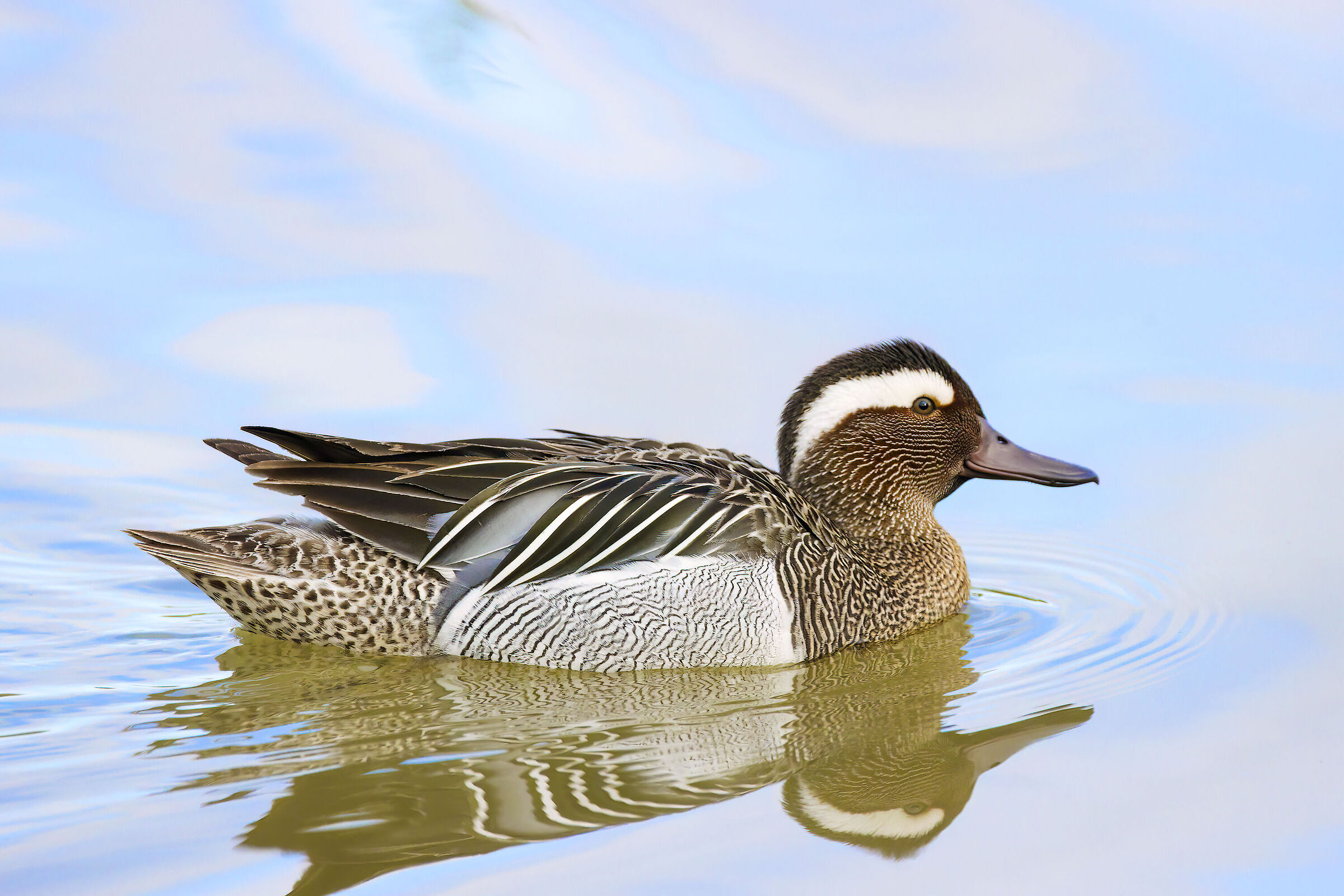 Garganey