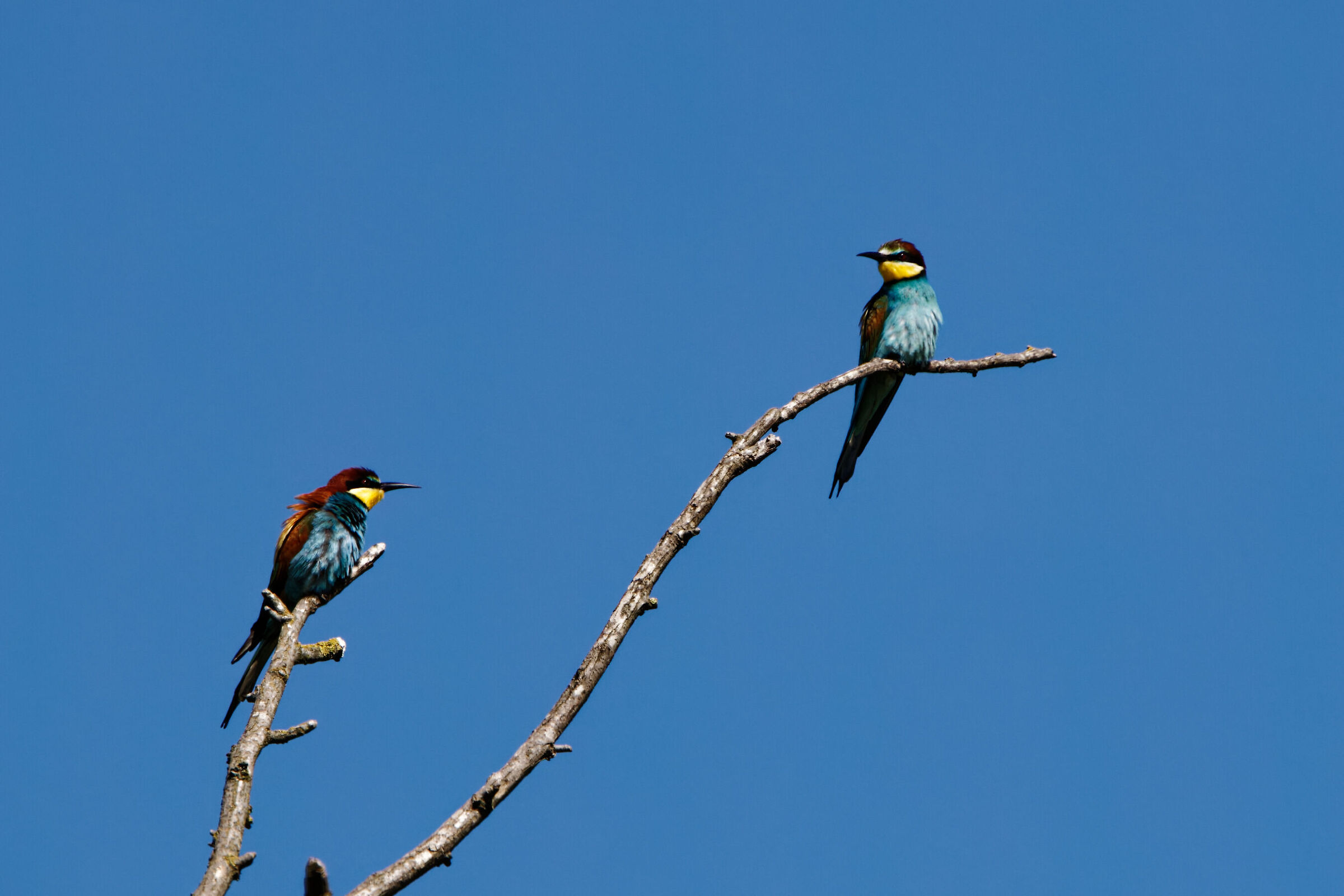 Bee-eaters in the sun