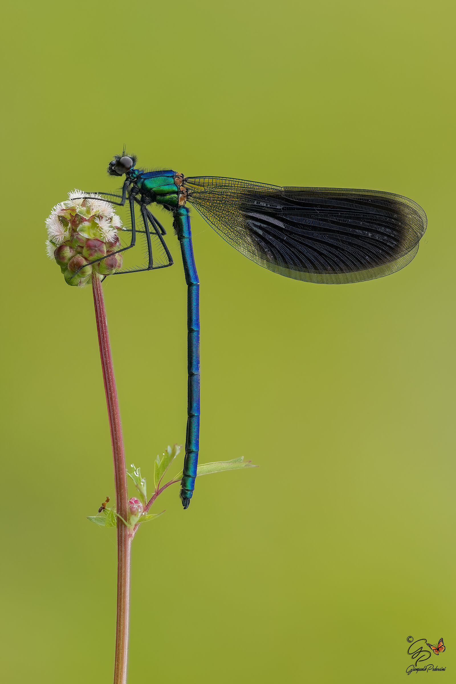 Calopteryx splendens (maschio)