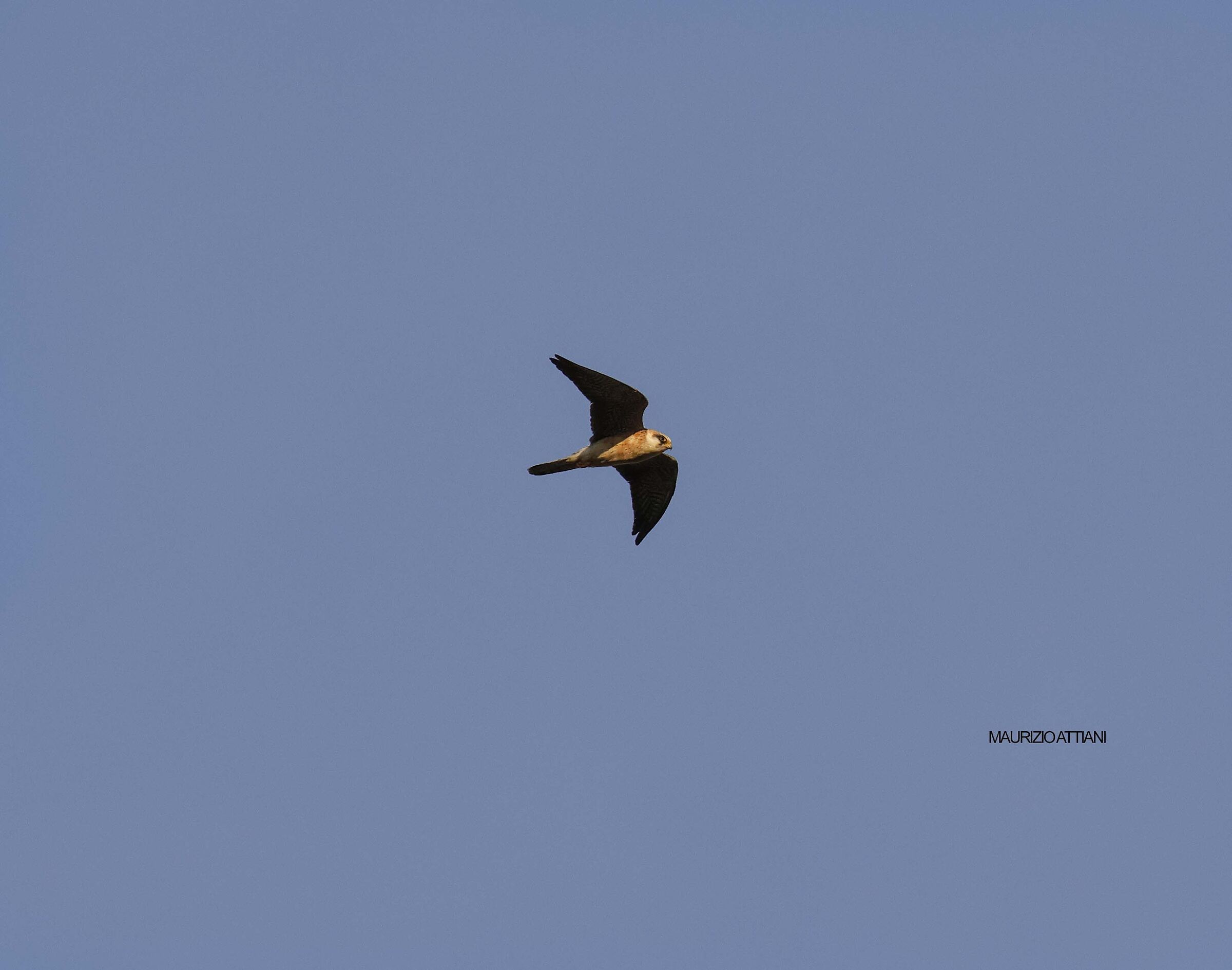 Avvistamento   Falco cuculo