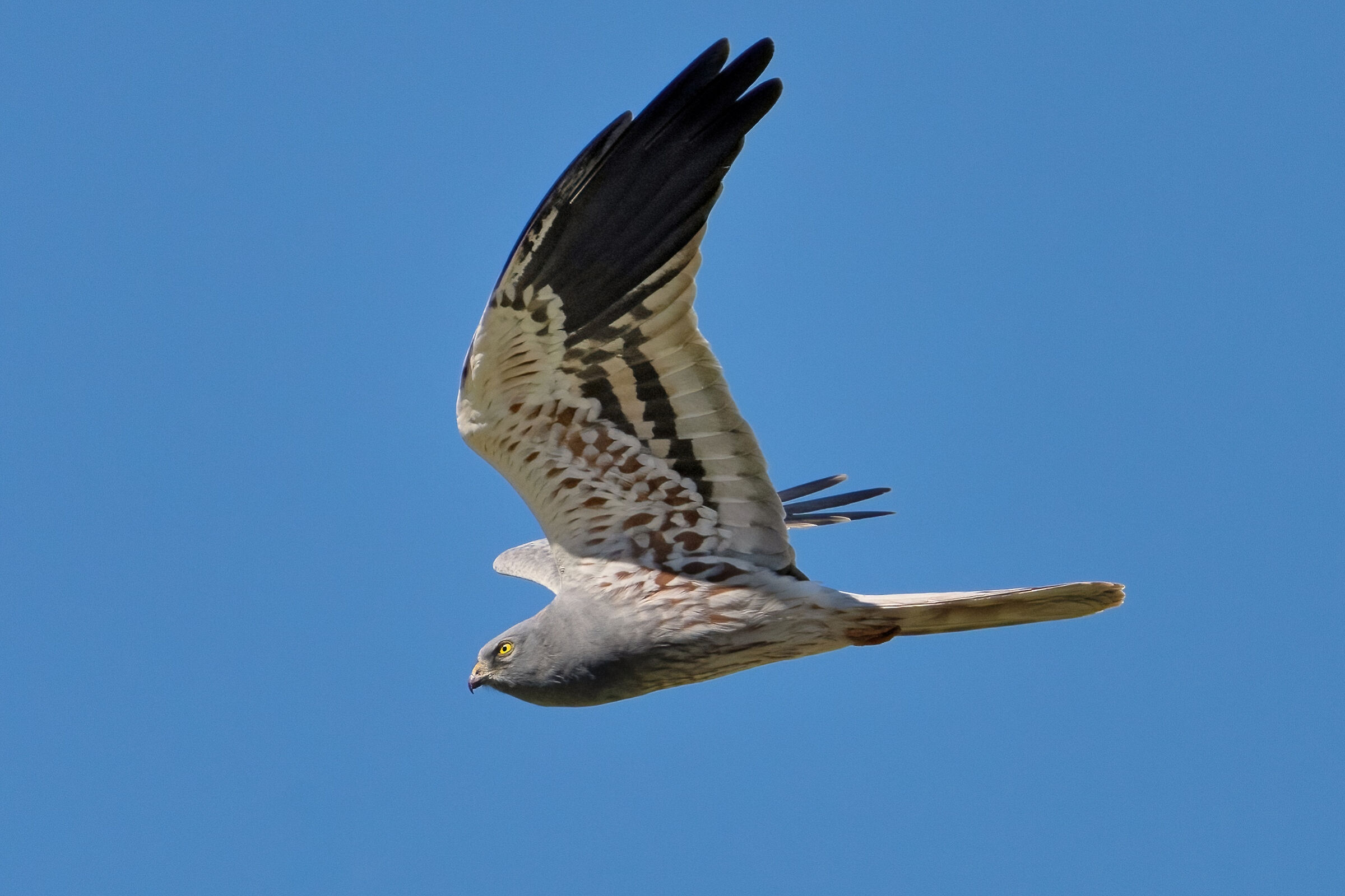 Hen harrier (Circus pygargus) . male