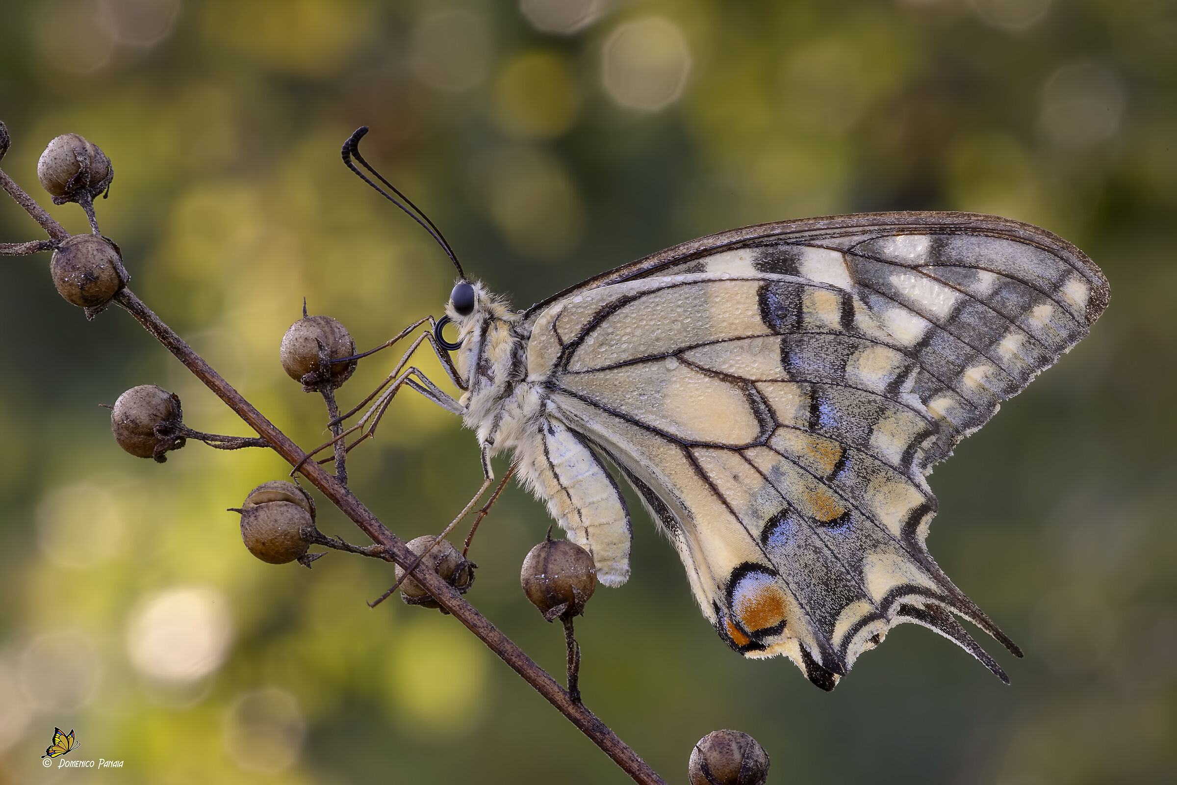 swallowtail