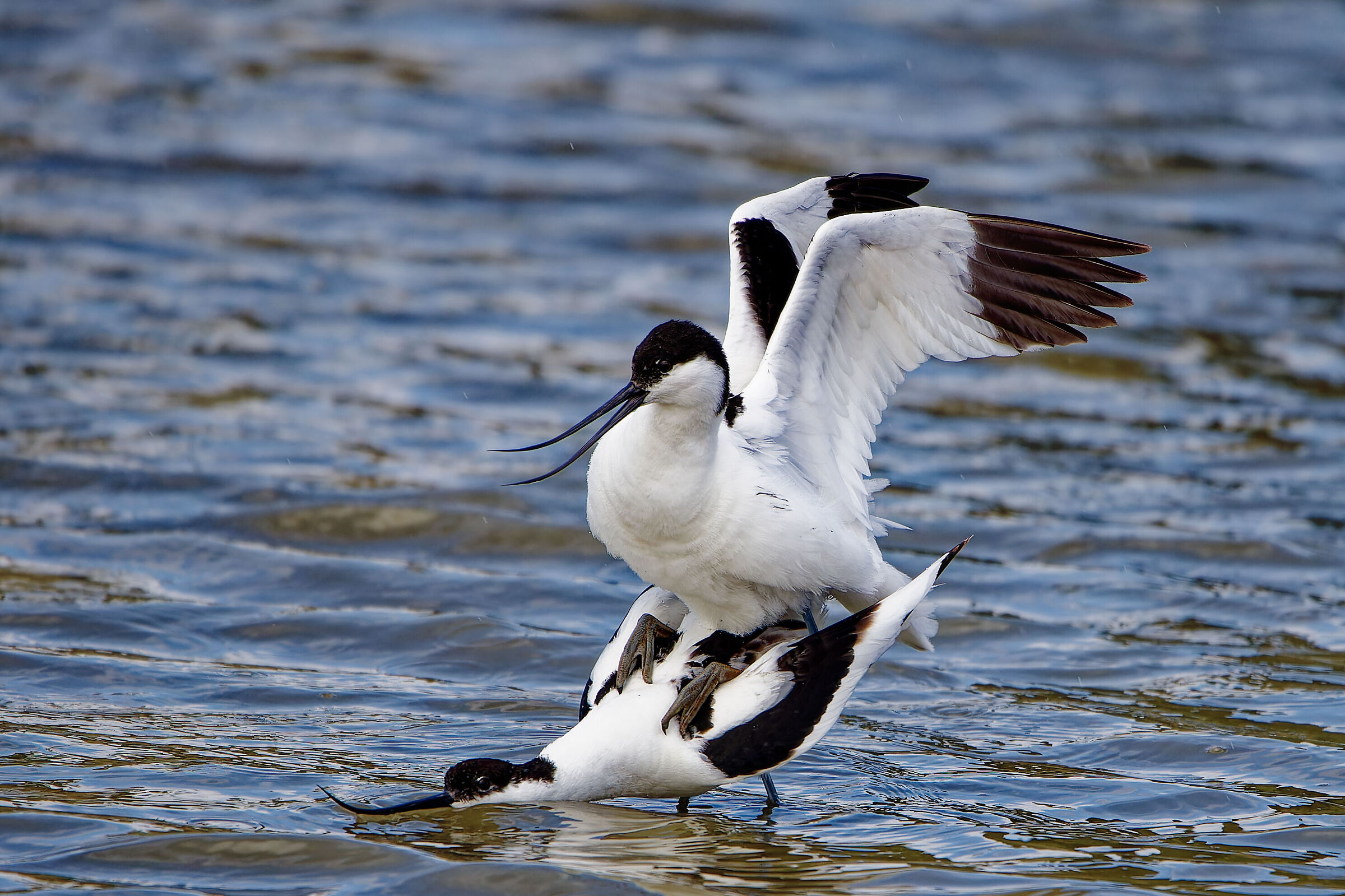 Avocets in love