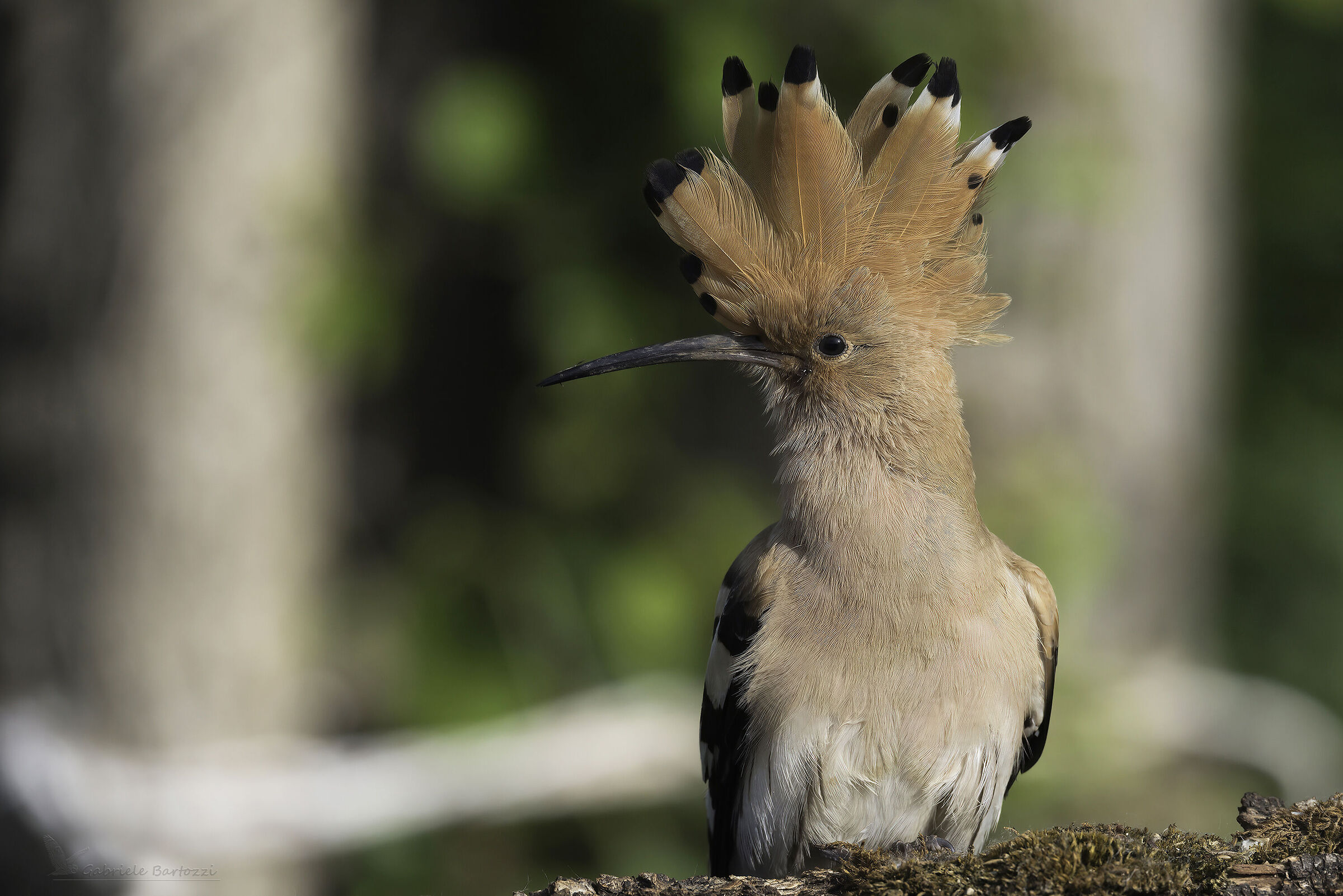 Hoopoe