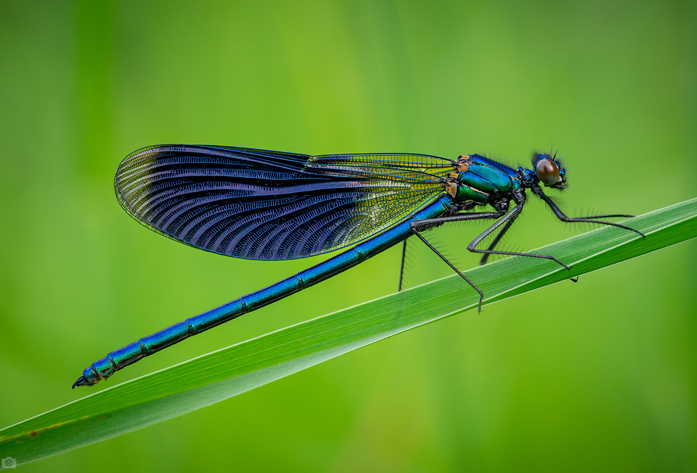 Calopteryx splendens