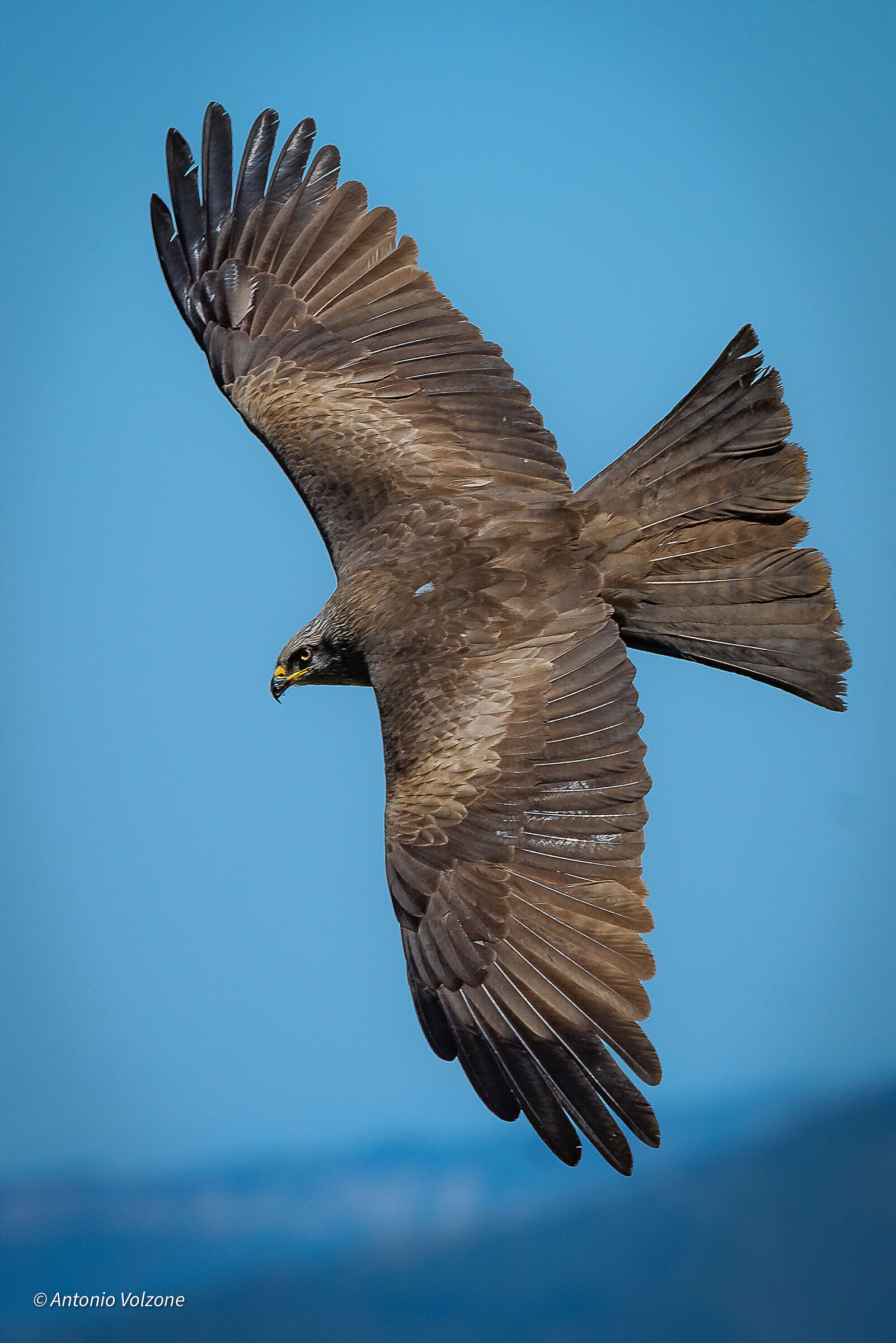 Black kite