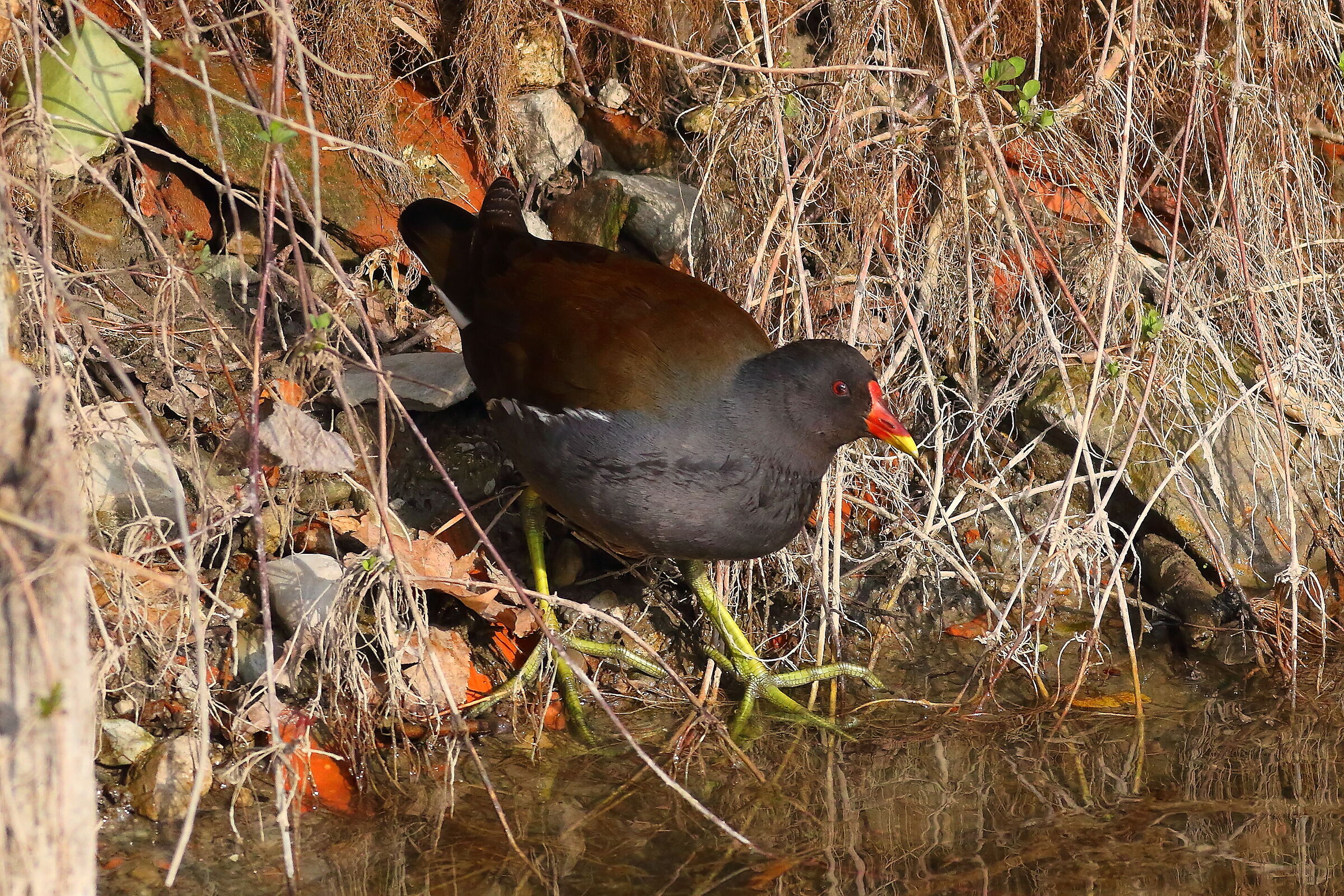 Gallinella 21 February 2024 - 6753