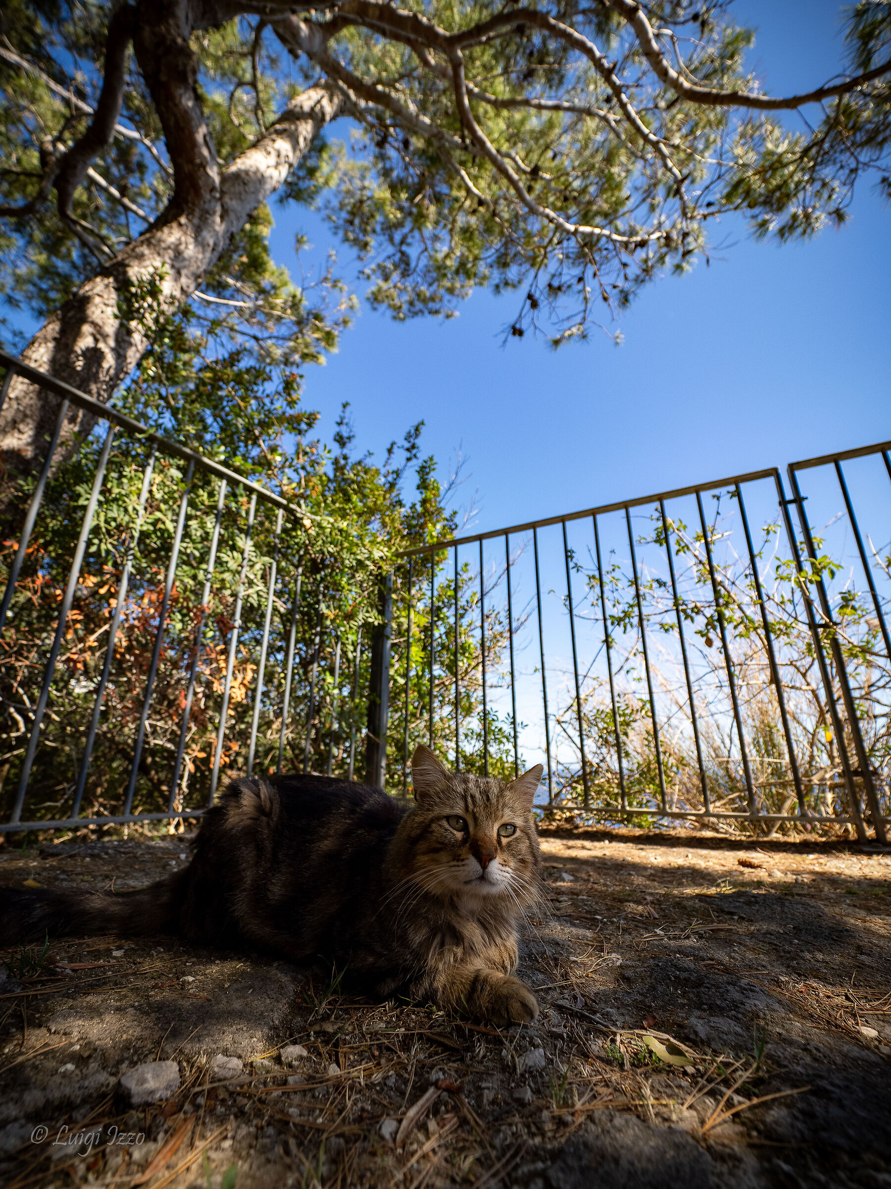 Il micio della Certosa di San Giacomo