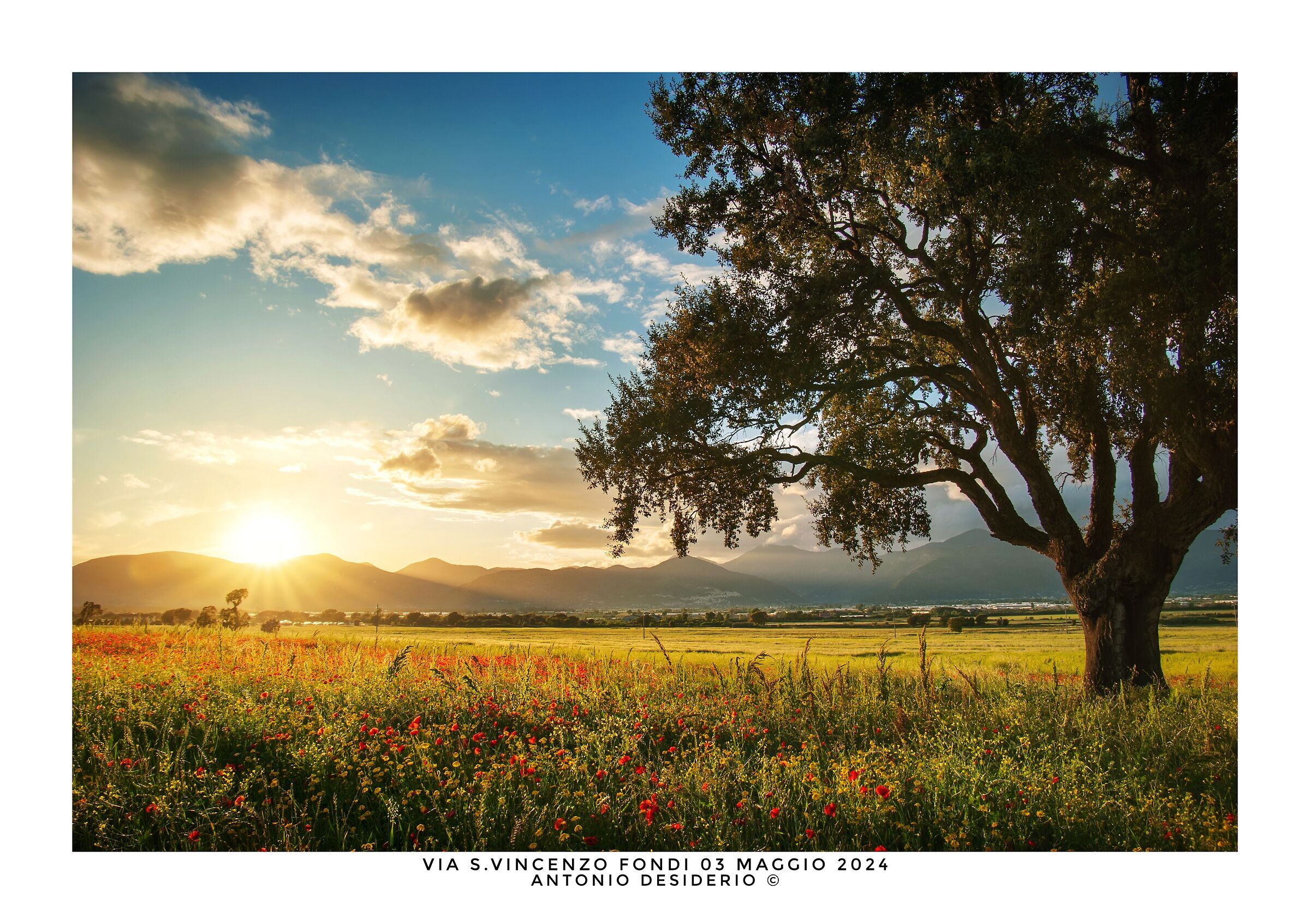 The oak, the sun and the poppies