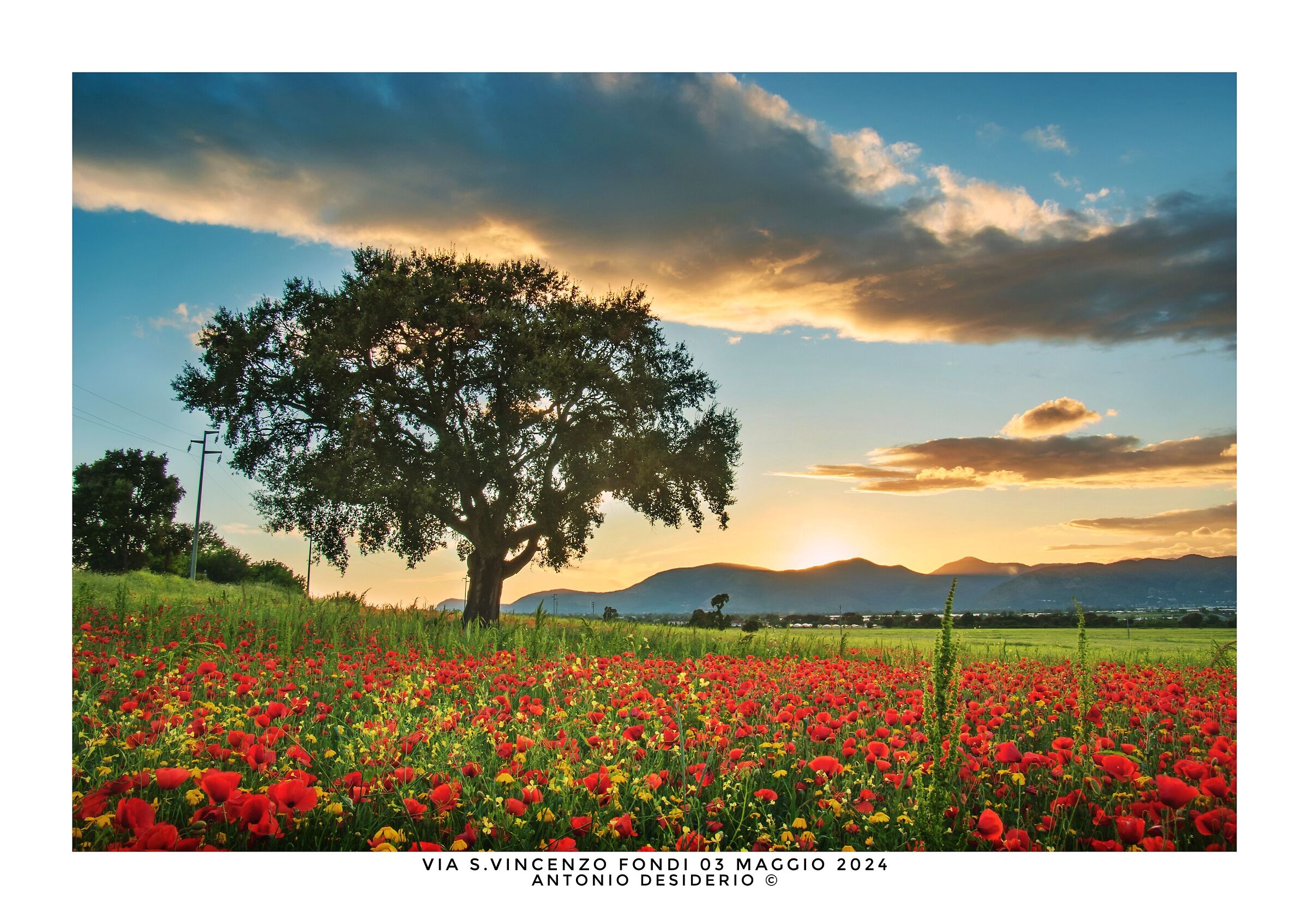 Finally the poppies.
