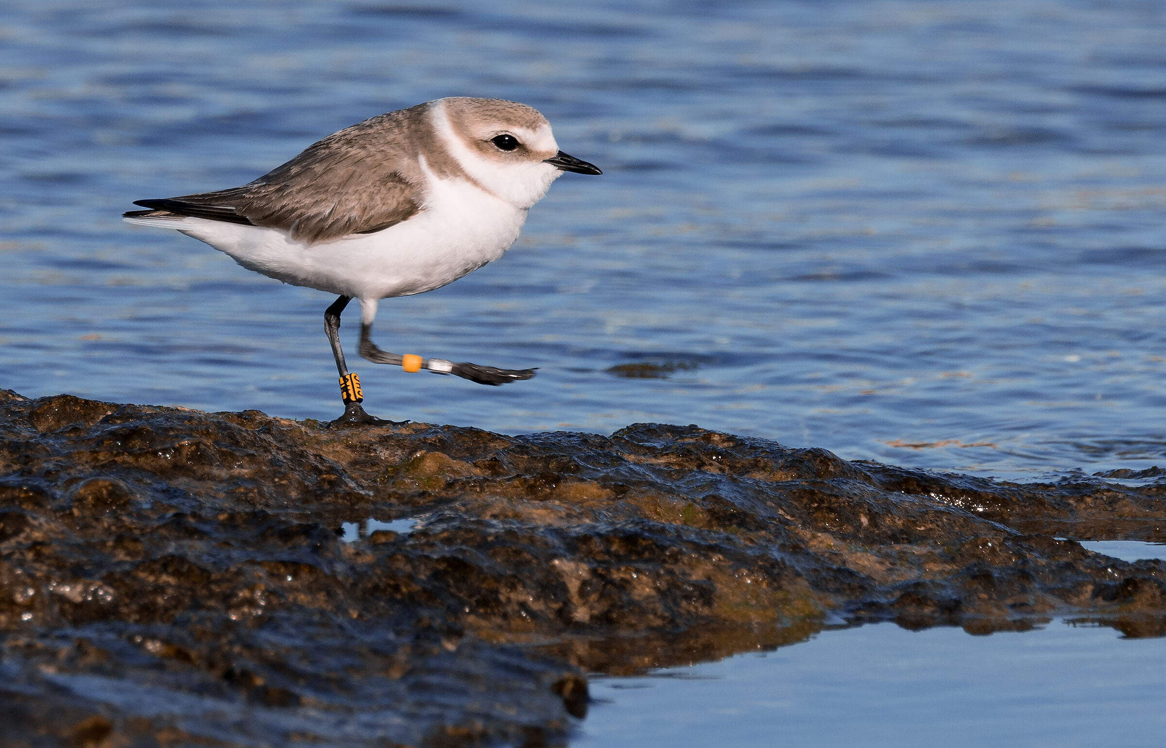 Kentish plover