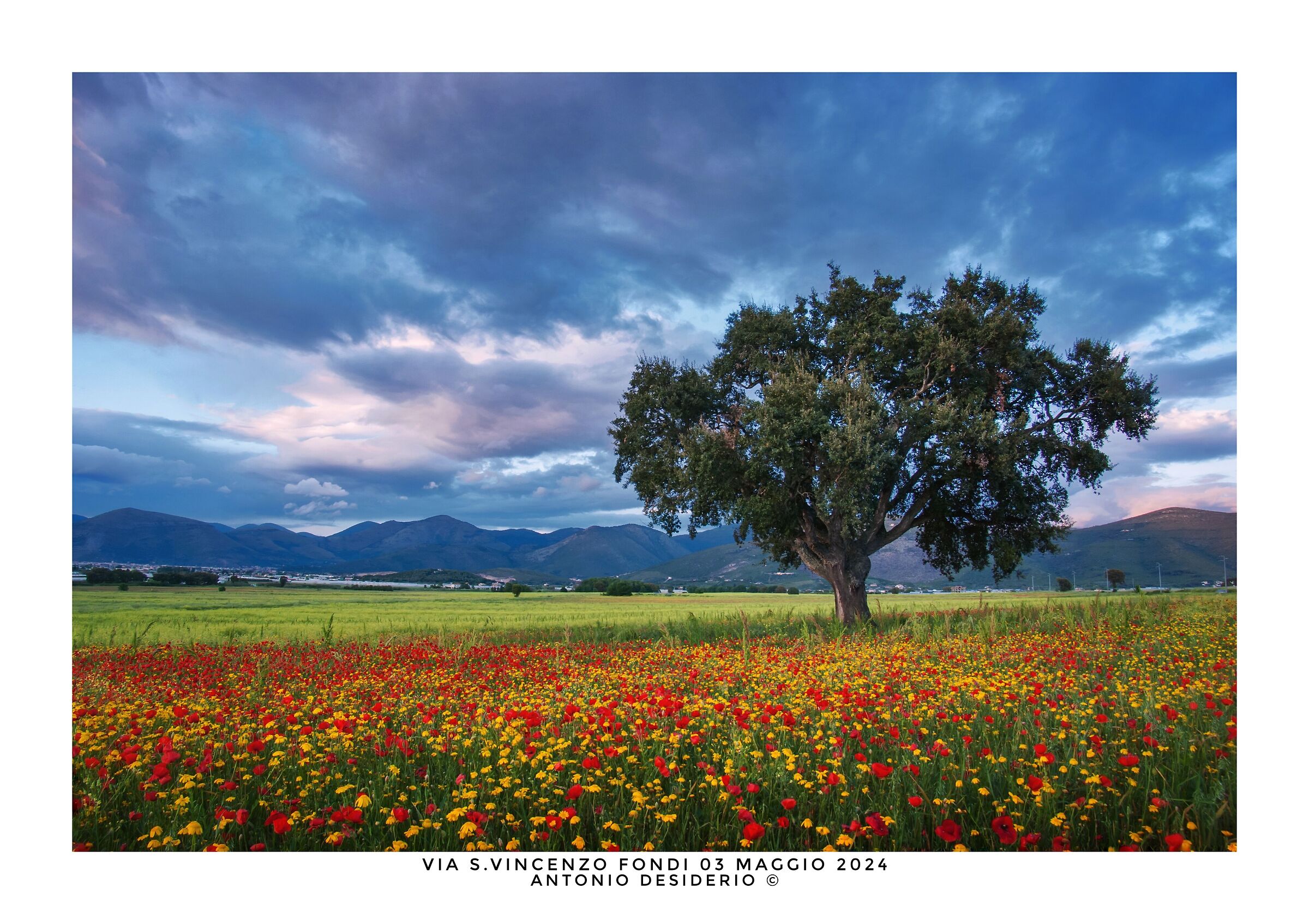 Symphony of Red and Yellow