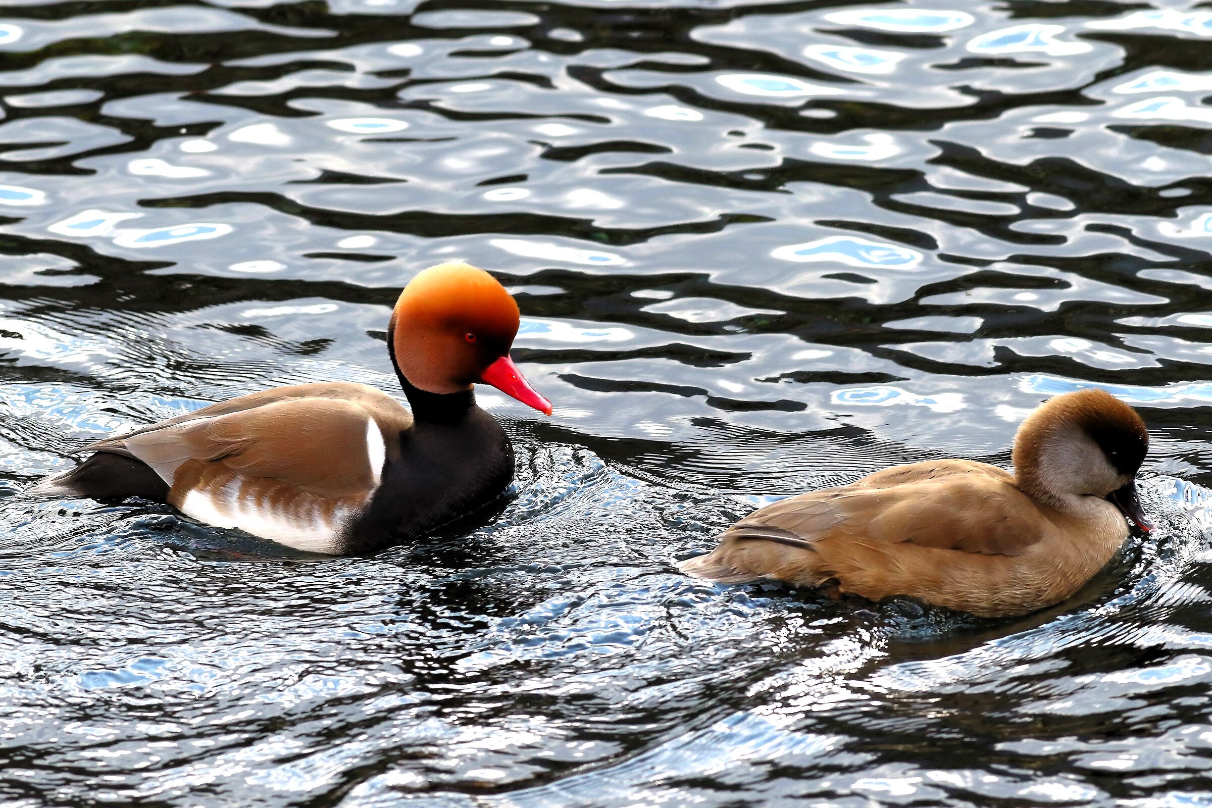 Turkish Fistions 25 February 2024 - 6765