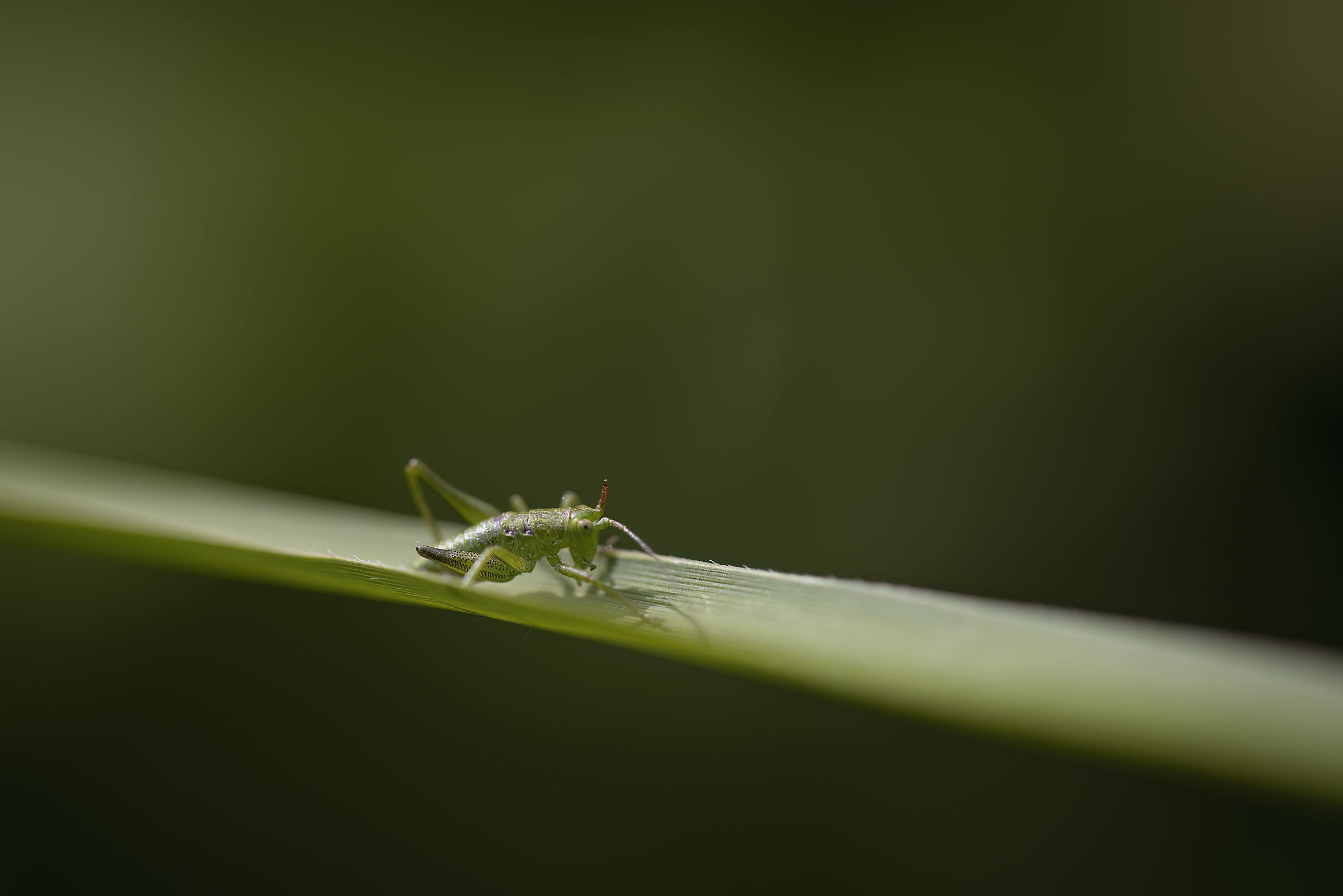 Il verde
