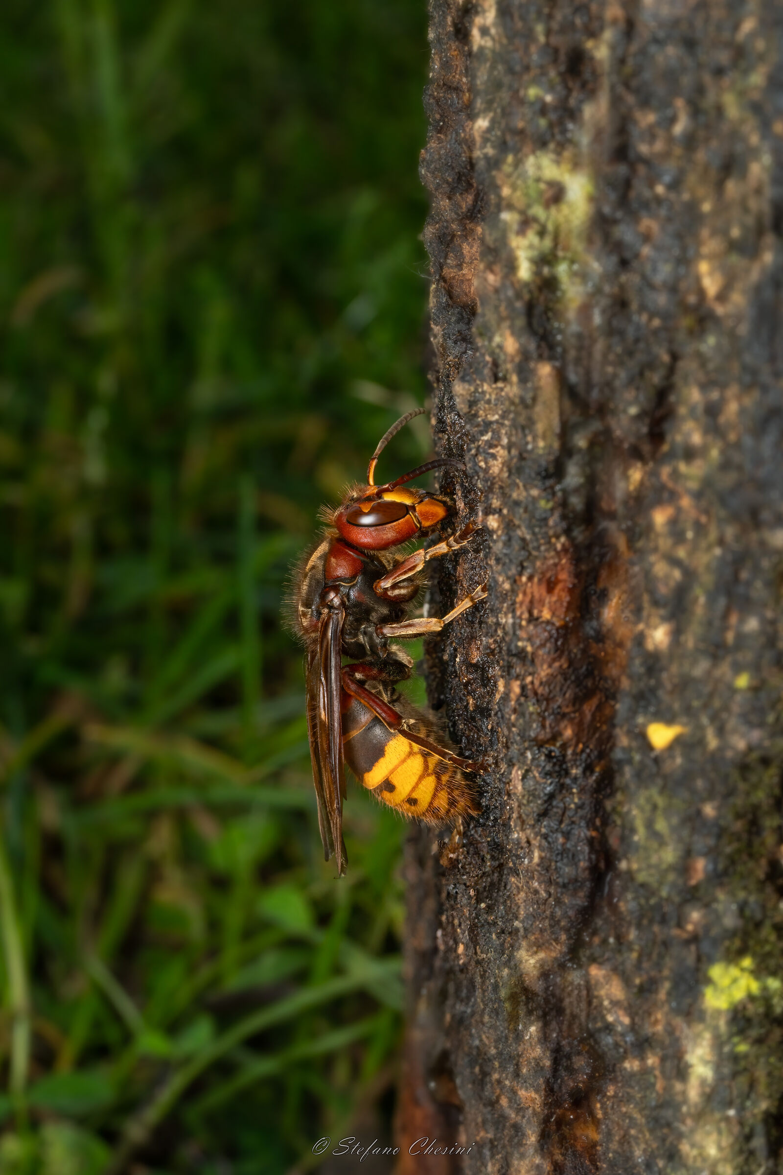 Vespa mandarinia (Sigurtà Park)