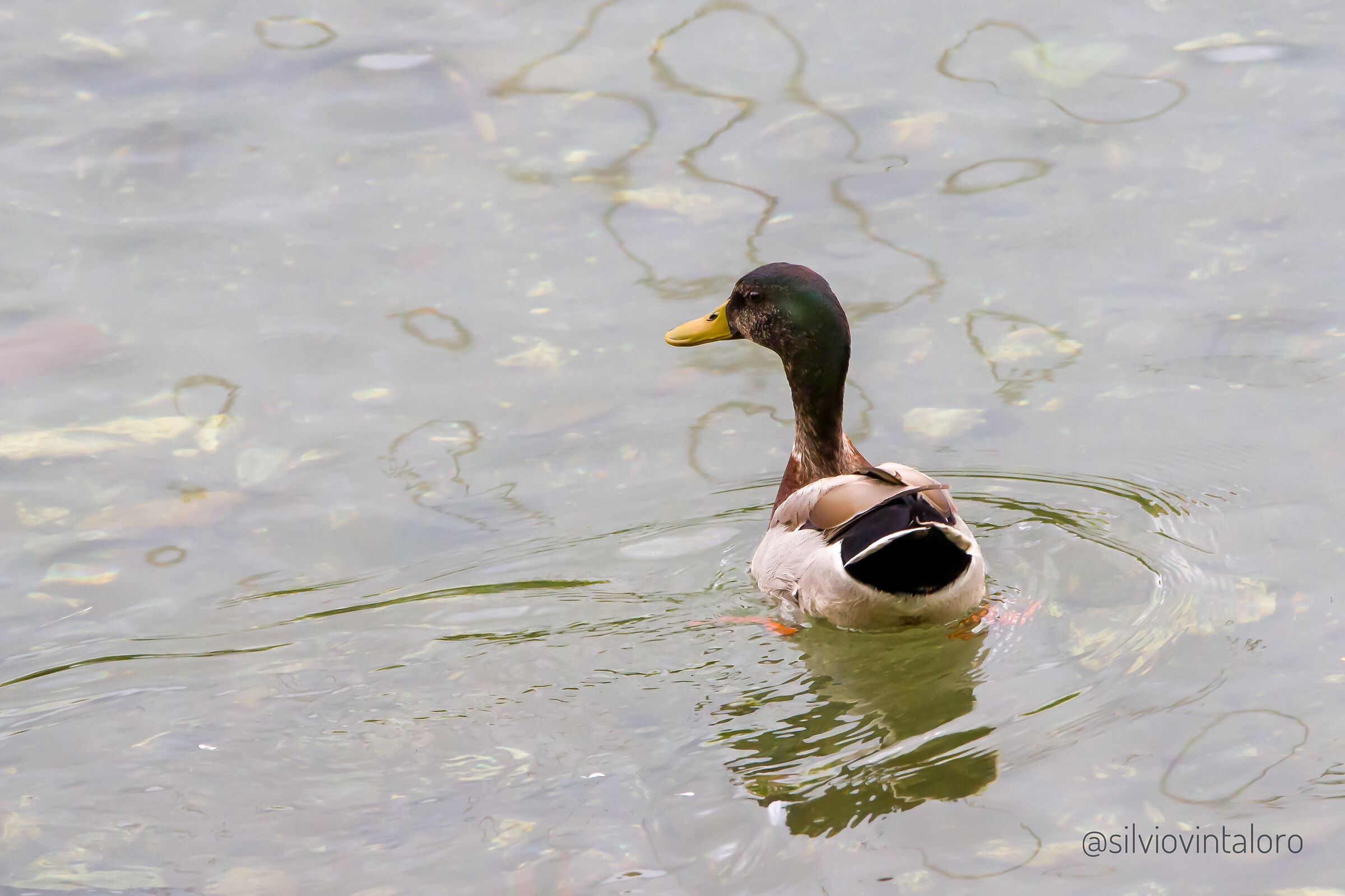 Mallard