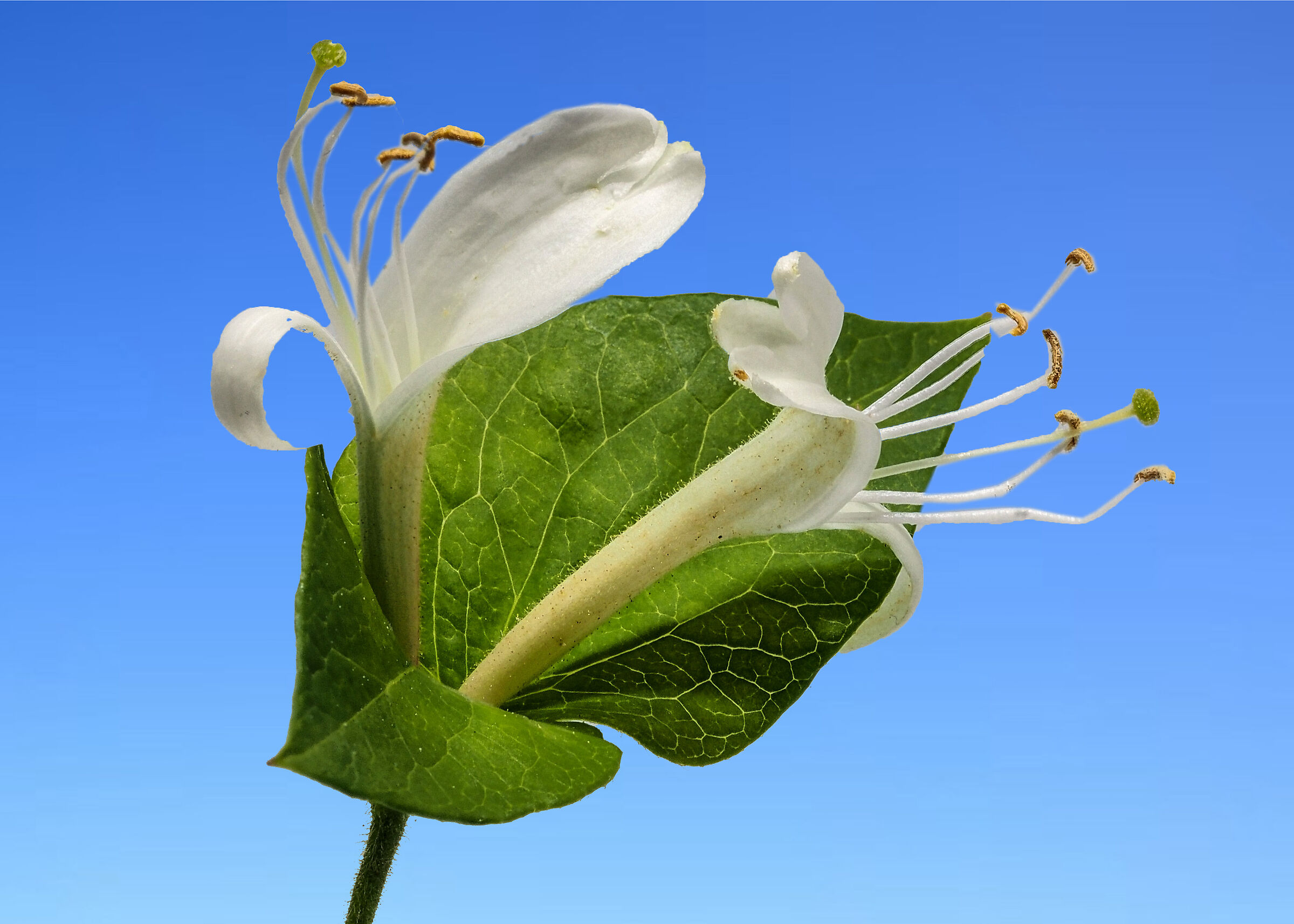 Lonicera japonica