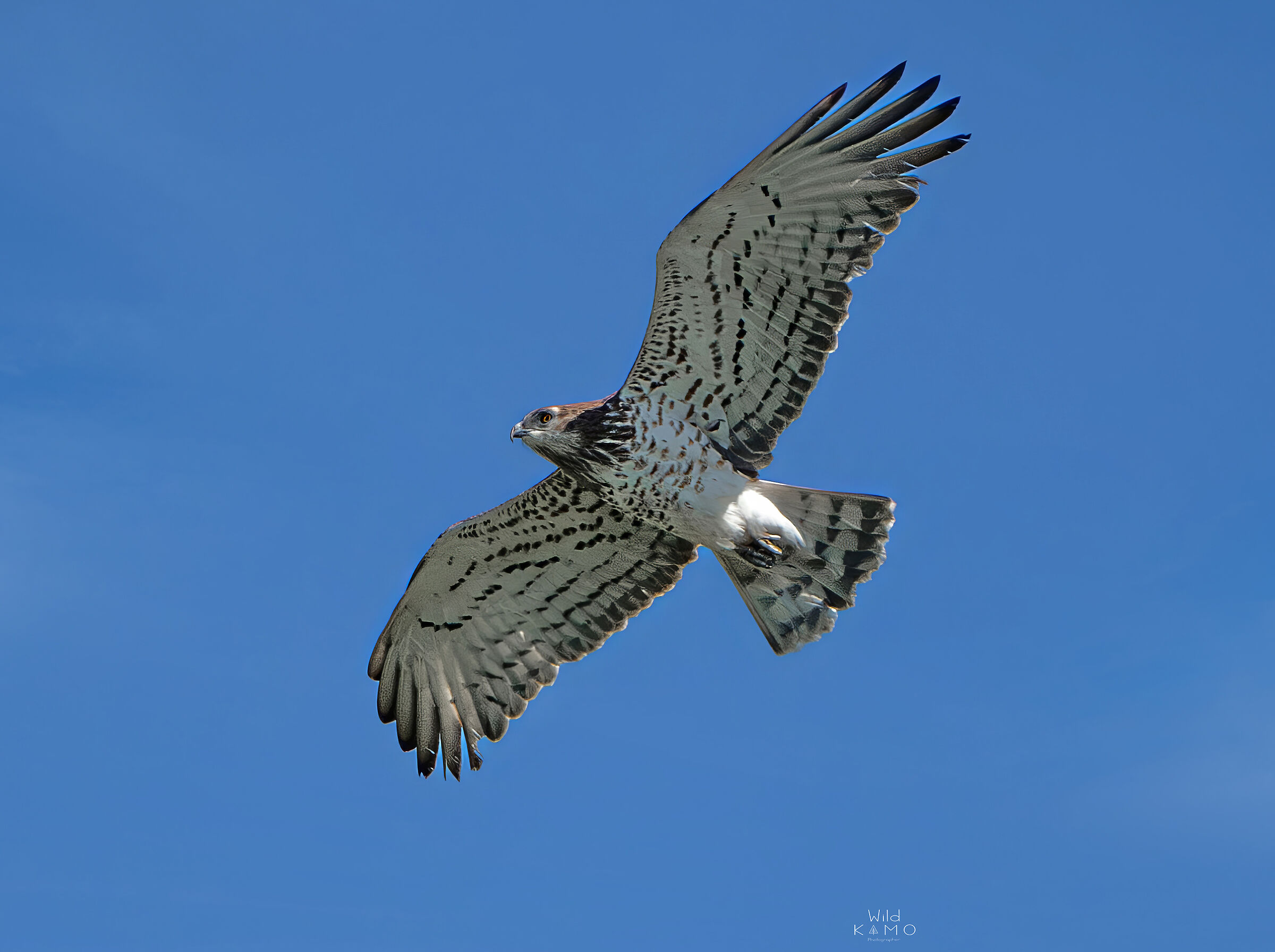 Primo Biancone dell'anno