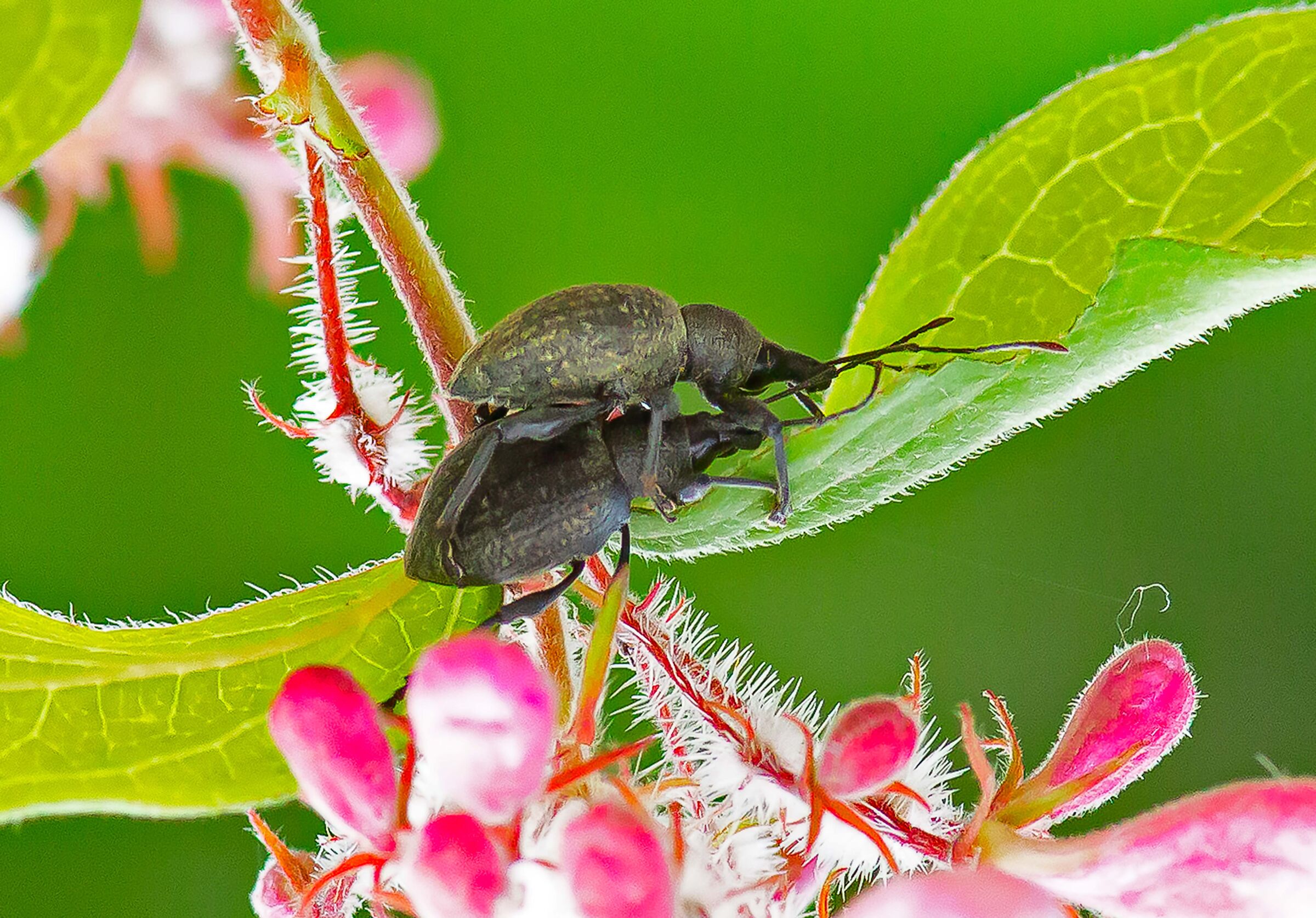 Scusi.. dovrei passare... !!!