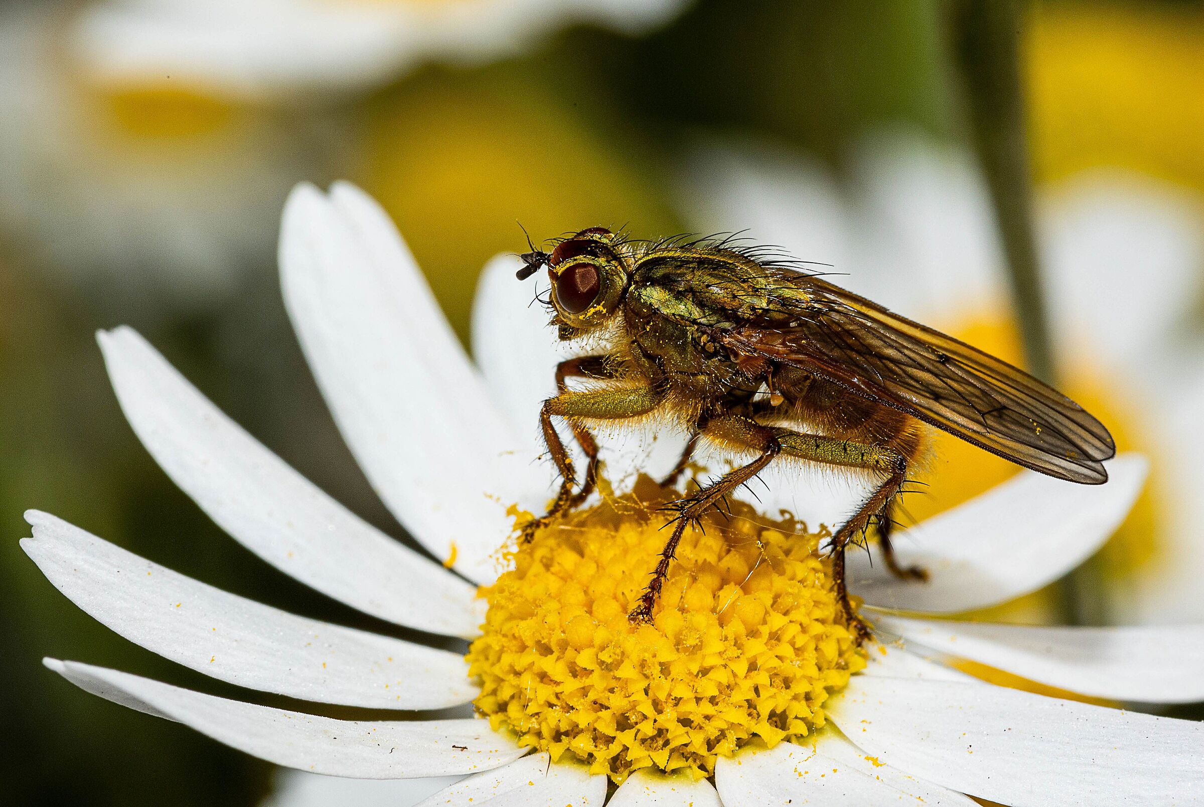 On the daisy