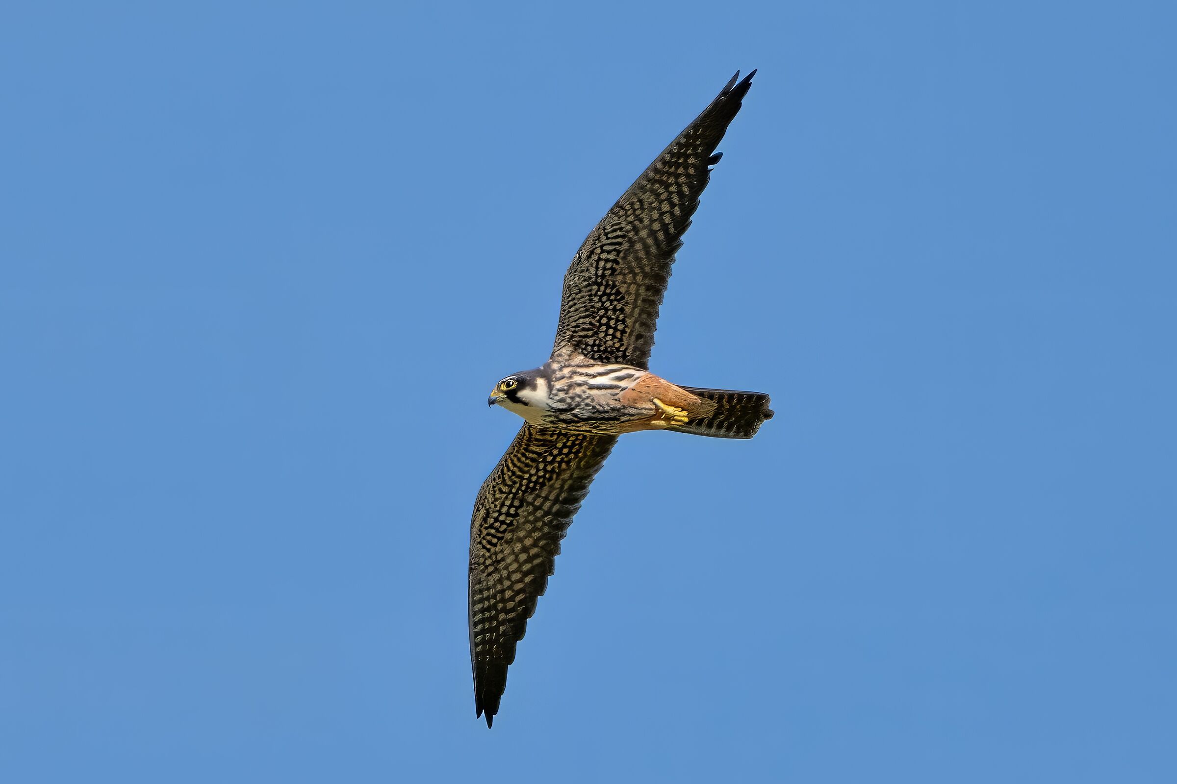 Hobby (Falco subbuteo)