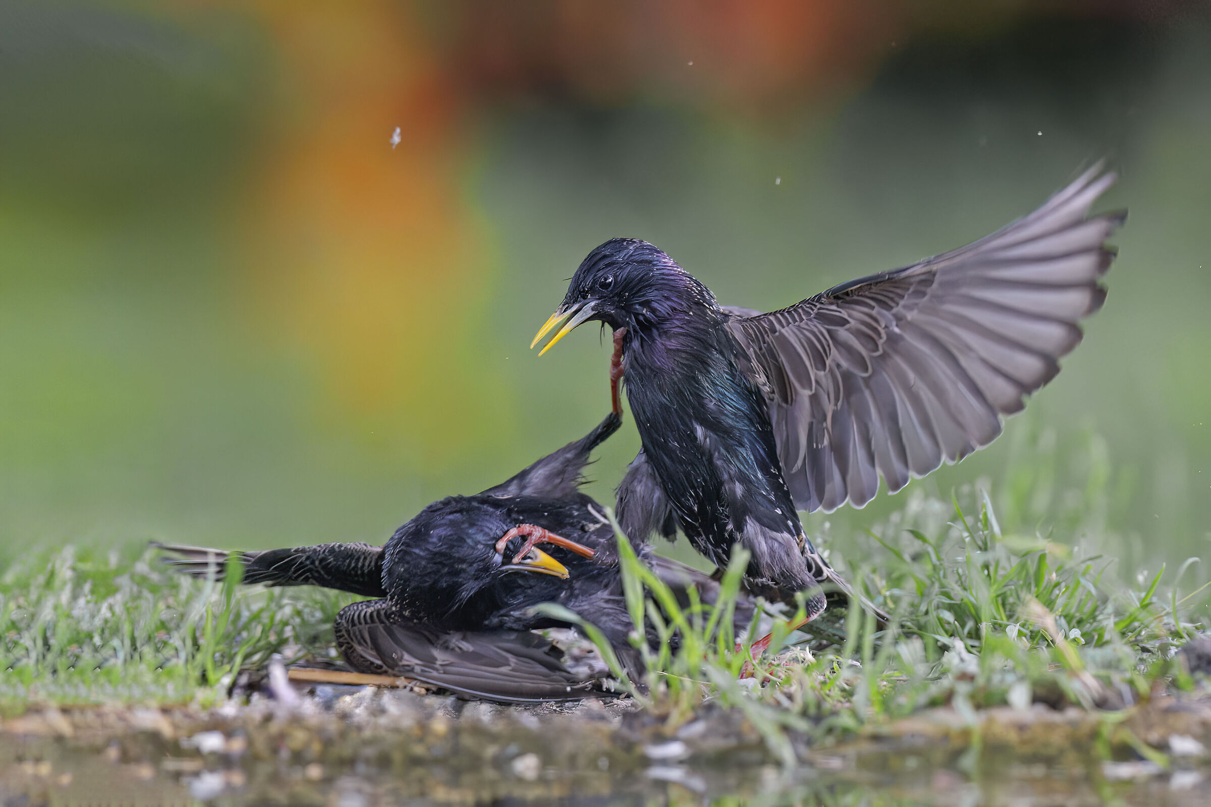 Ti cavo gli occhi (Storni in lotta)