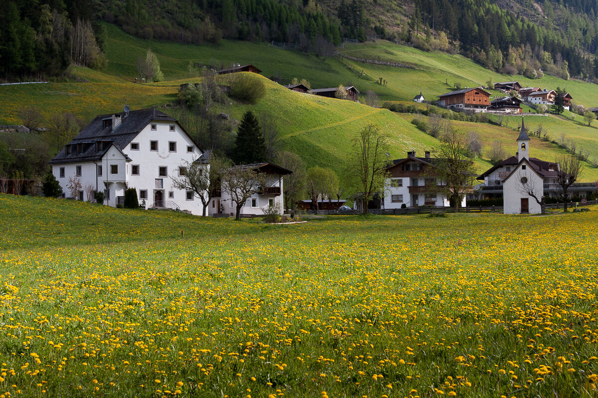 The yellow and green of Aurina ...