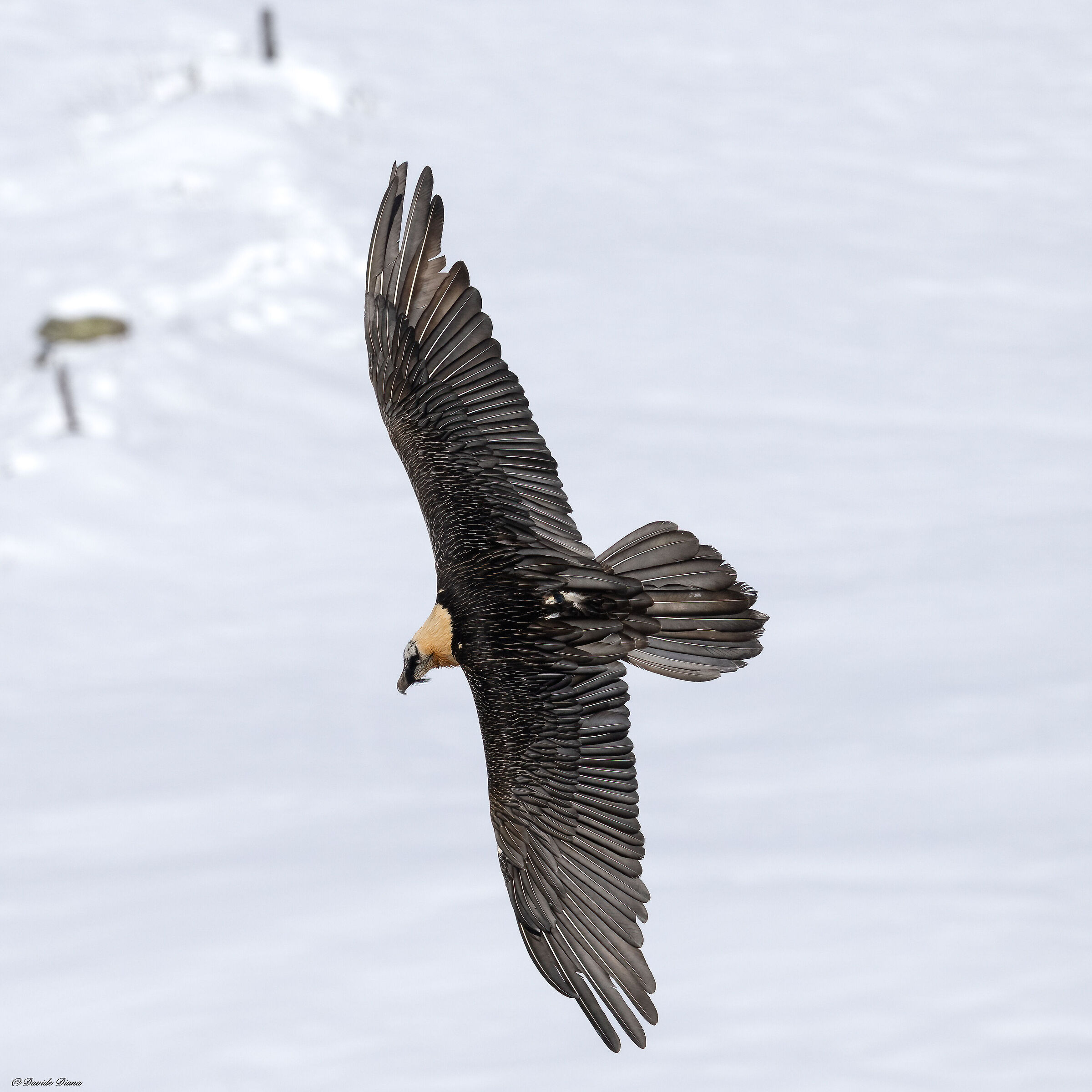Gypaetus barbatus - Gran Paradiso National Park