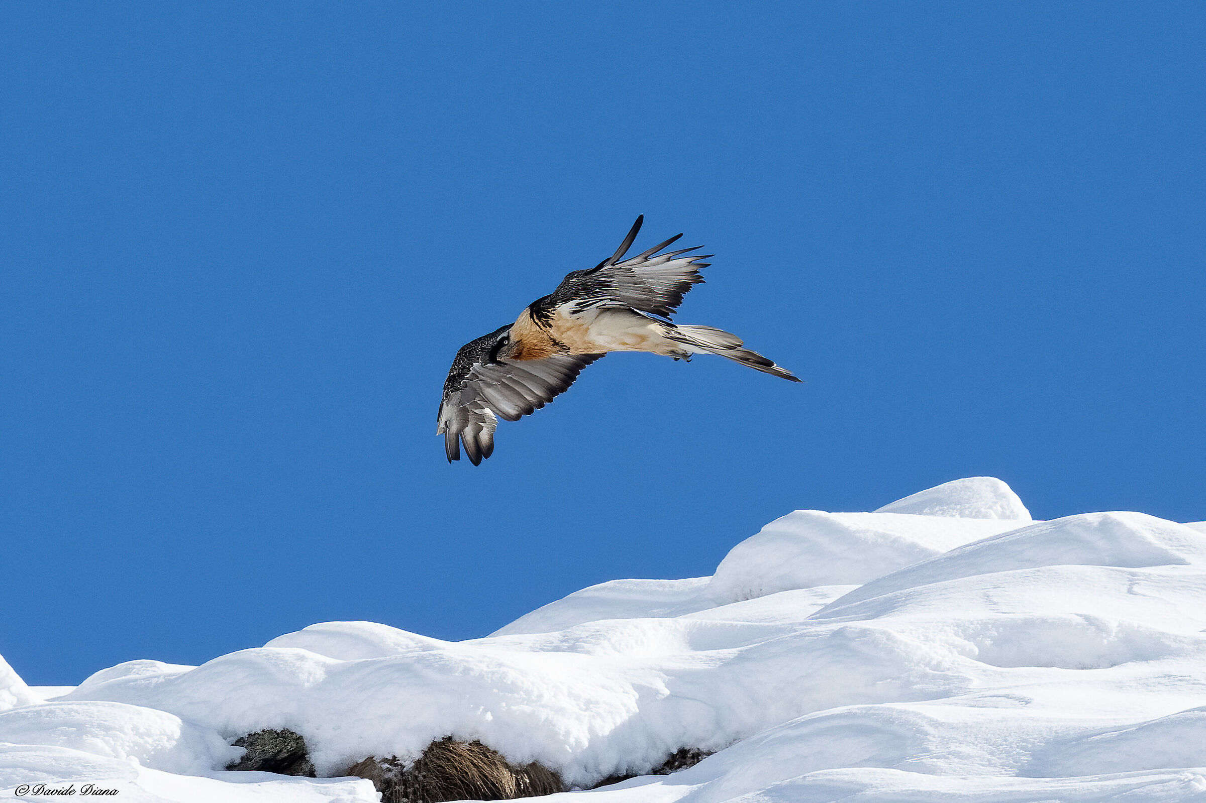 Gypaetus barbatus - Gran Paradiso National Park