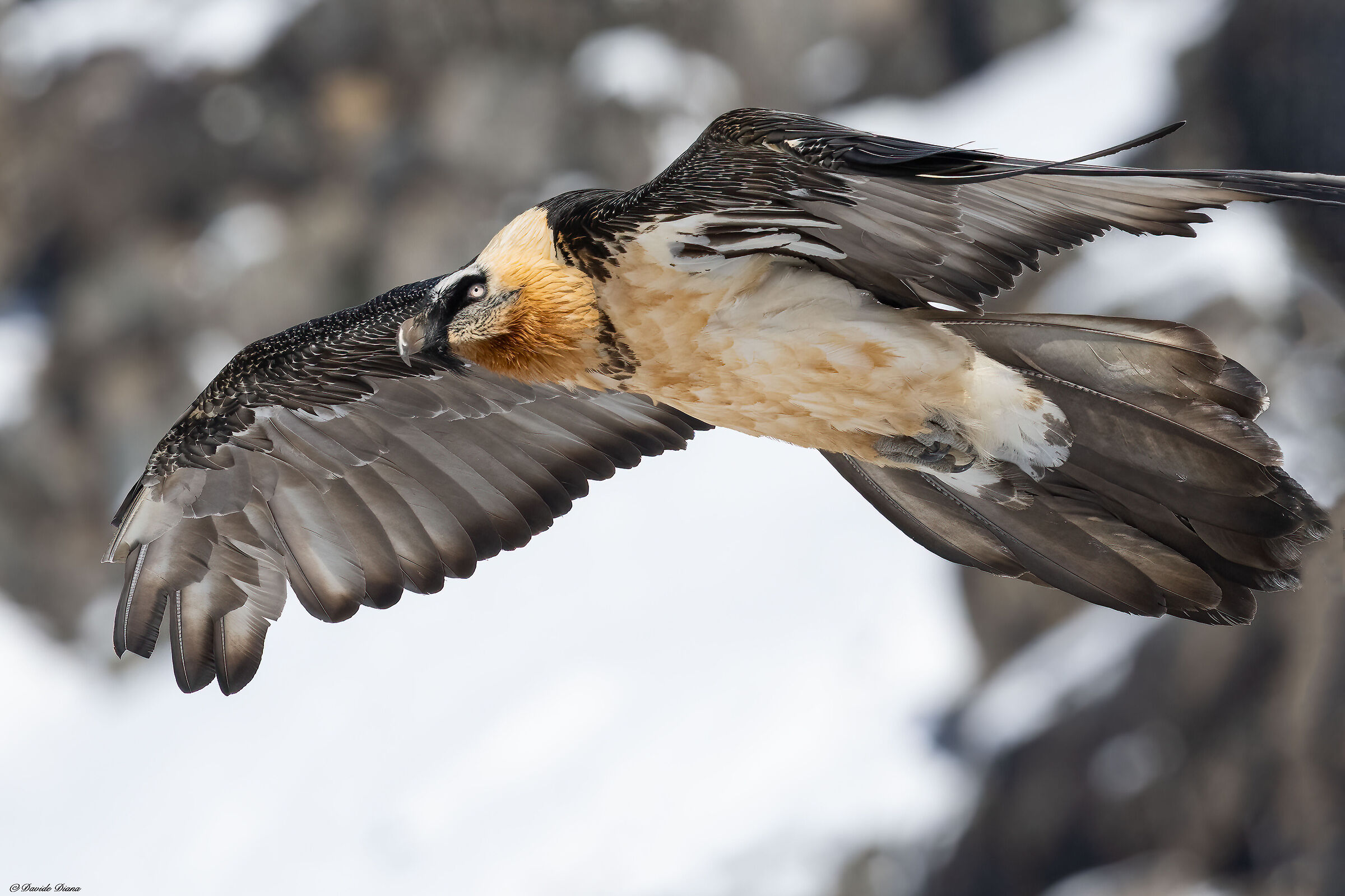 Gypaetus barbatus - Gran Paradiso National Park