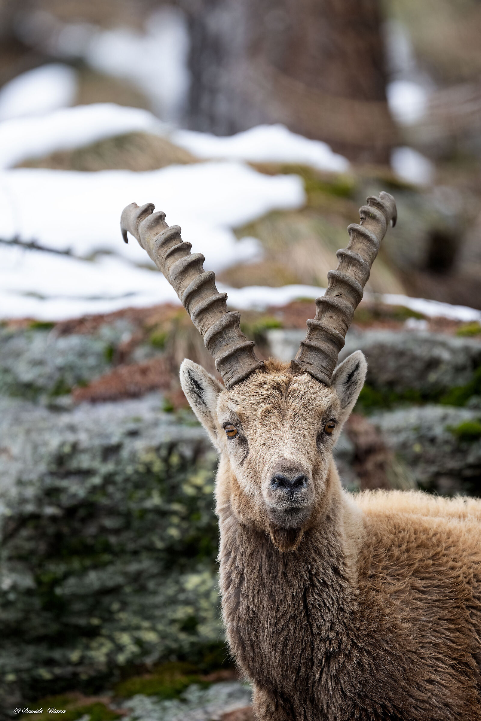 Ibex - Gran Paradiso National Park