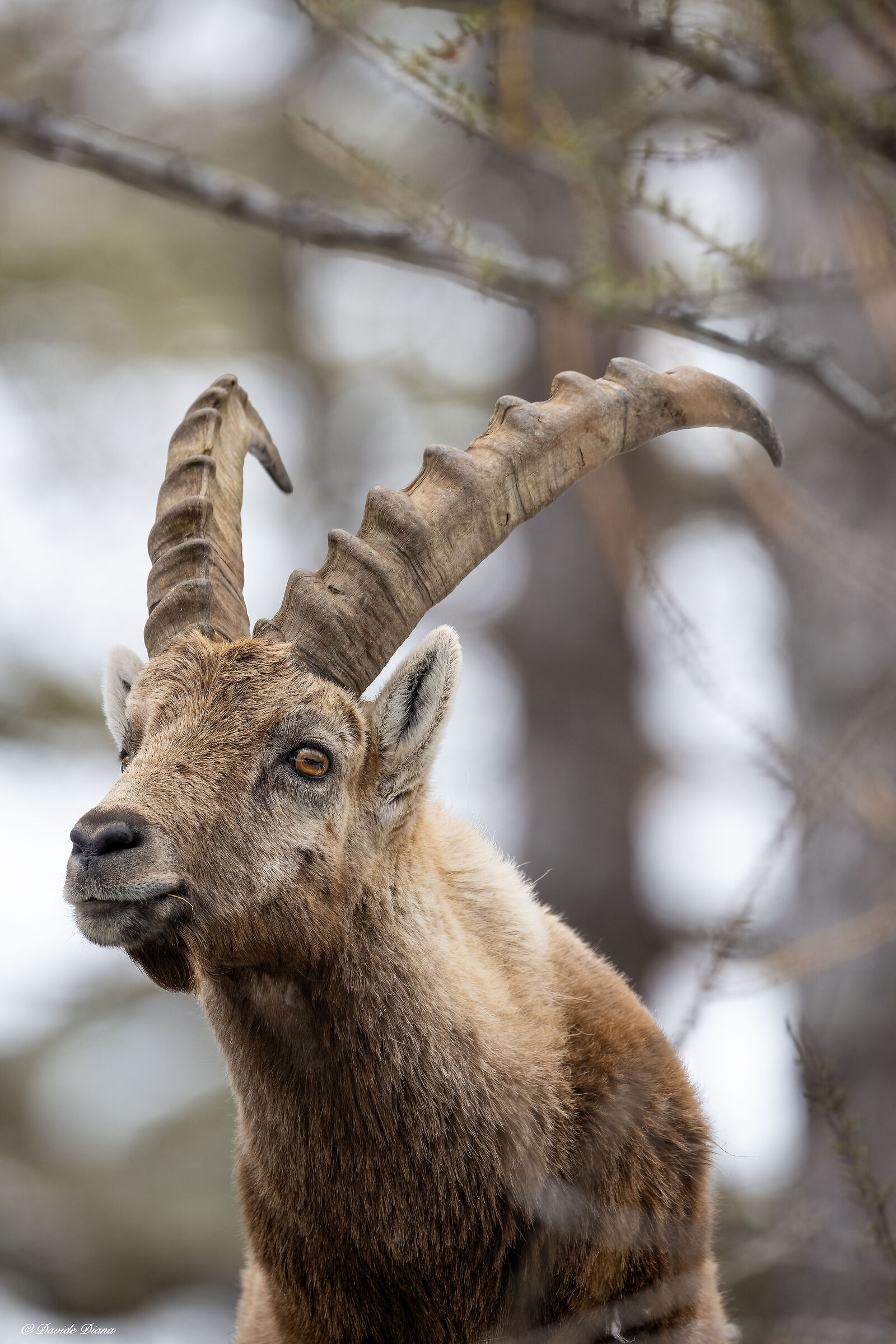 Ibex - Gran Paradiso National Park