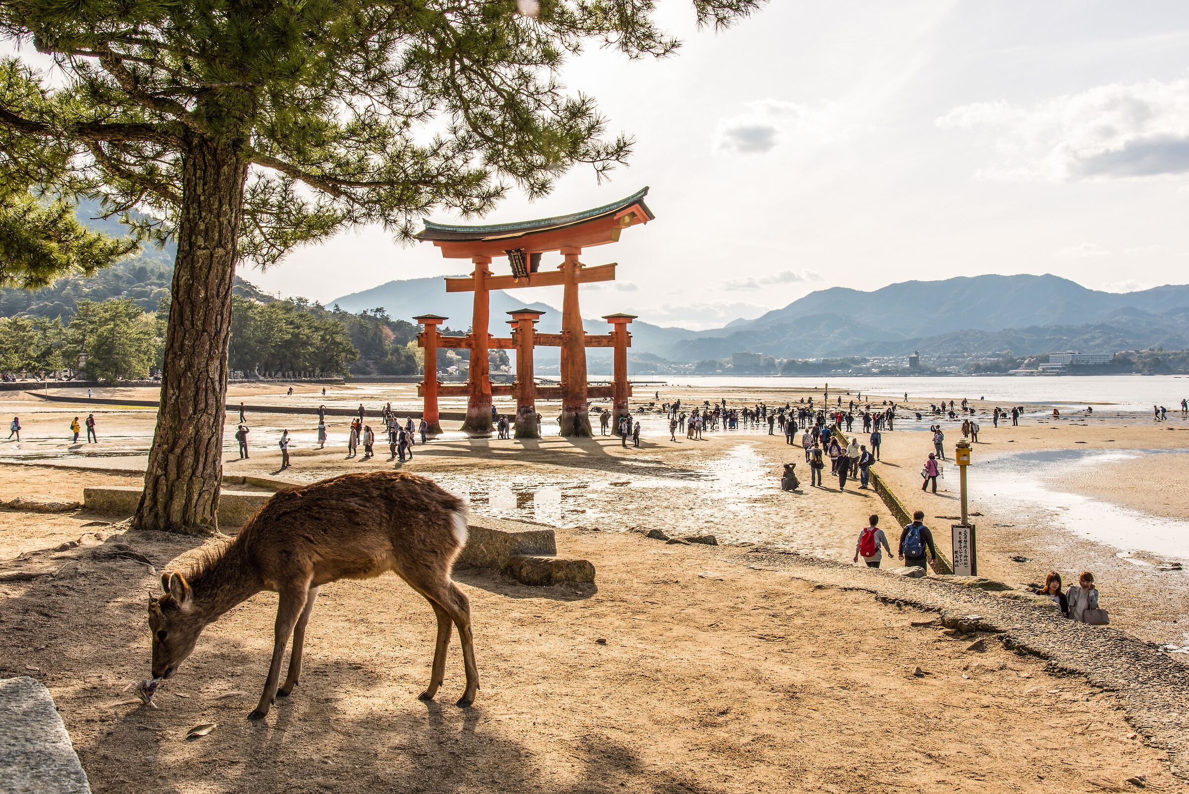 Miyajima Torii Island S