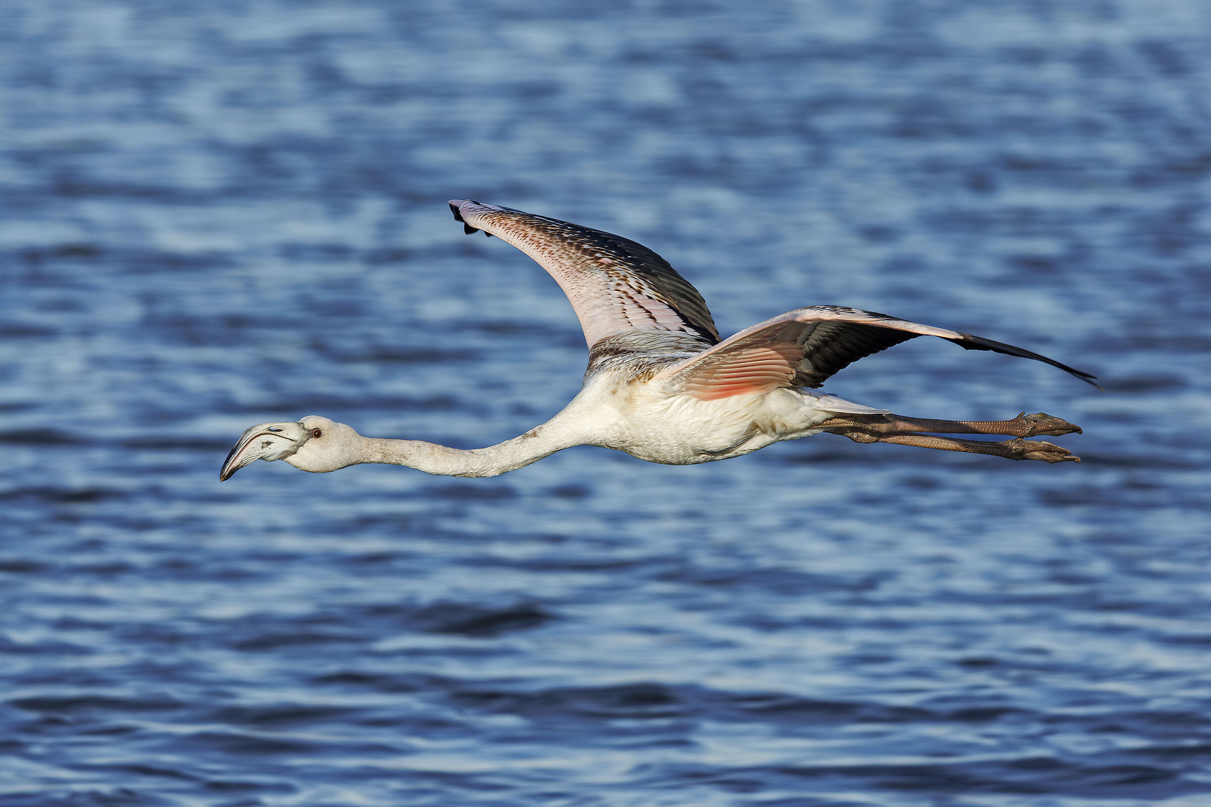 Juvine Flamingo in flight